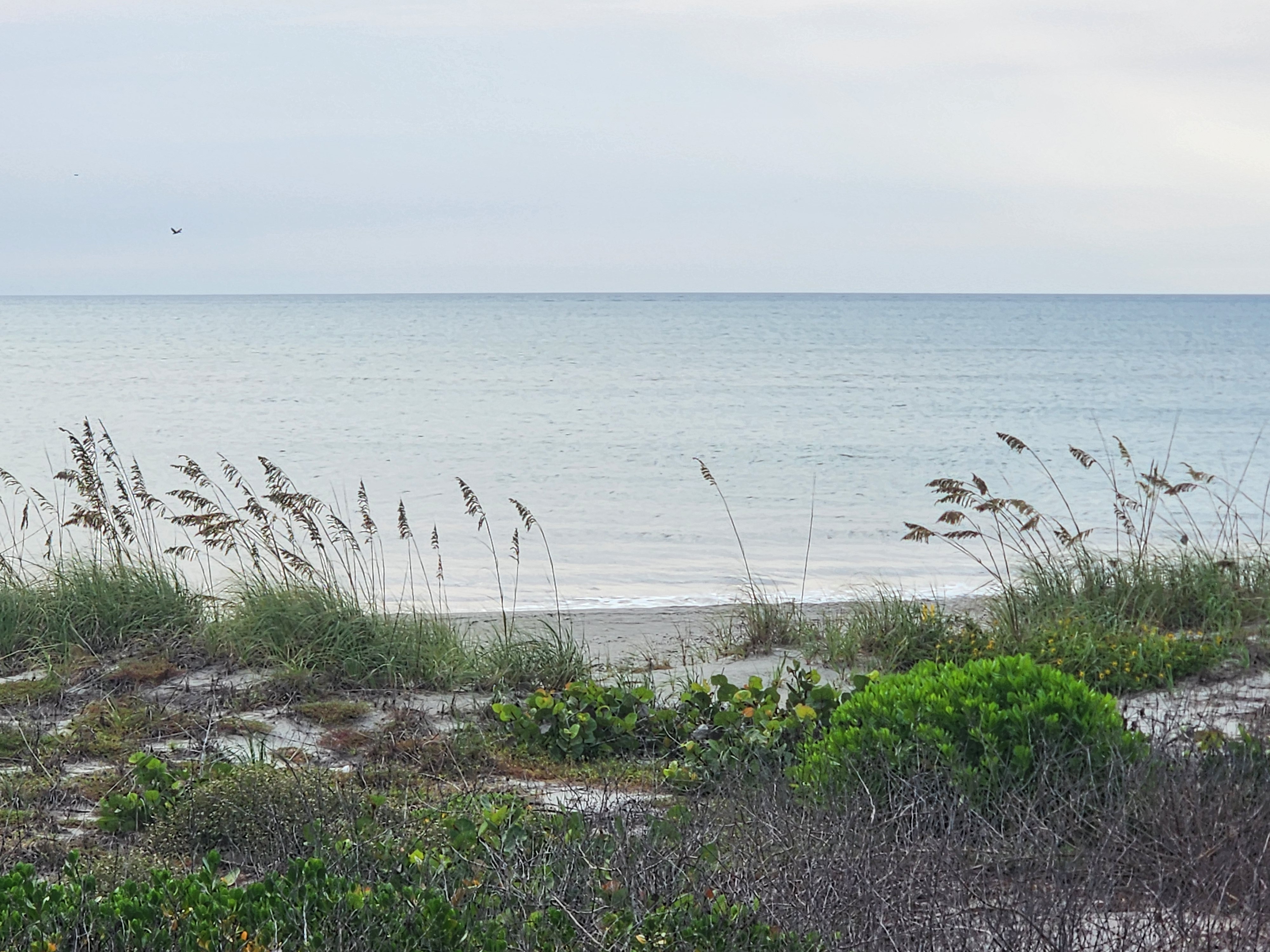 Dune grass swaying in strong SW wind over calm morning surf