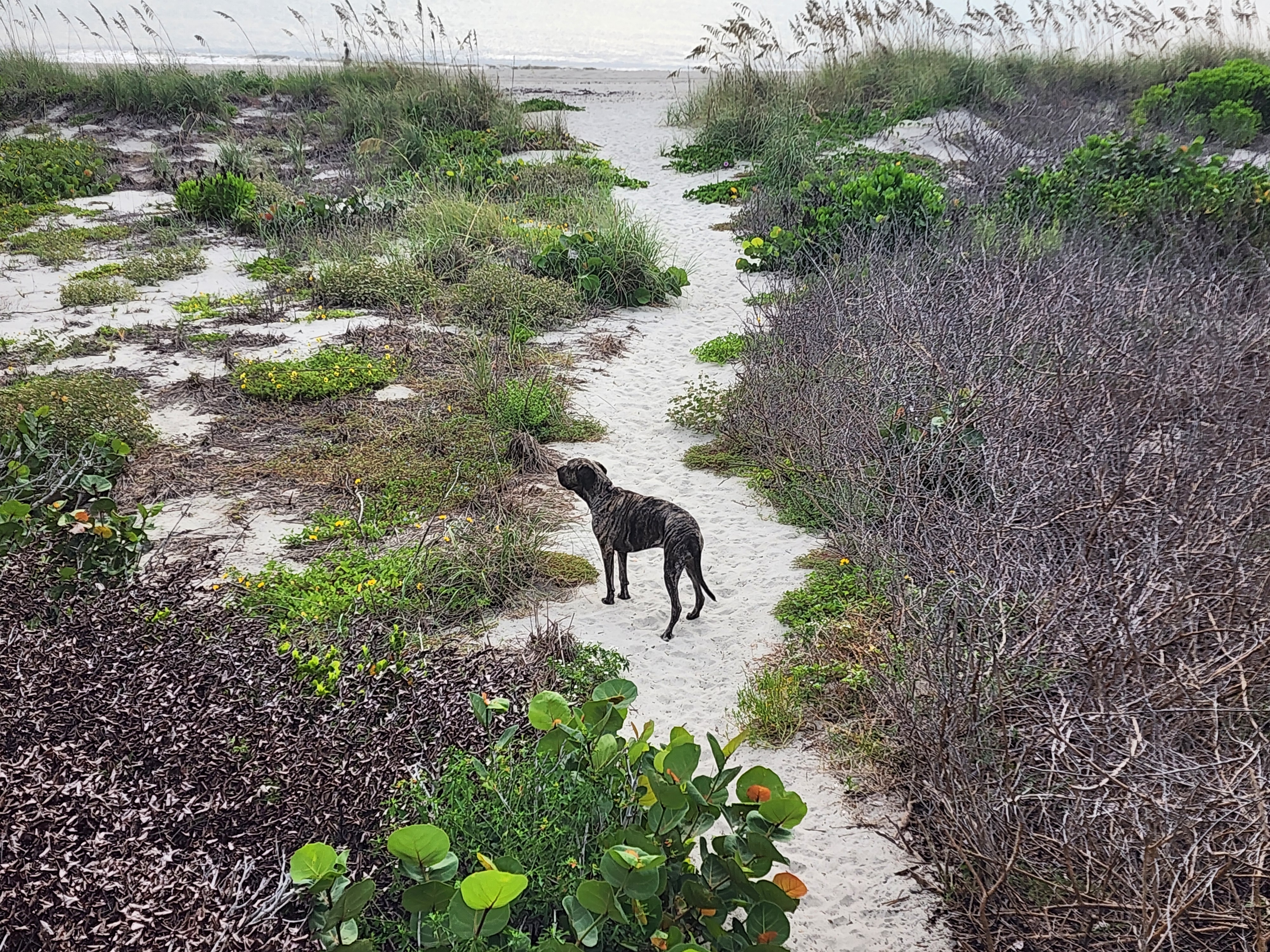 Athena the brindle surf dog surveying the sandy dune path