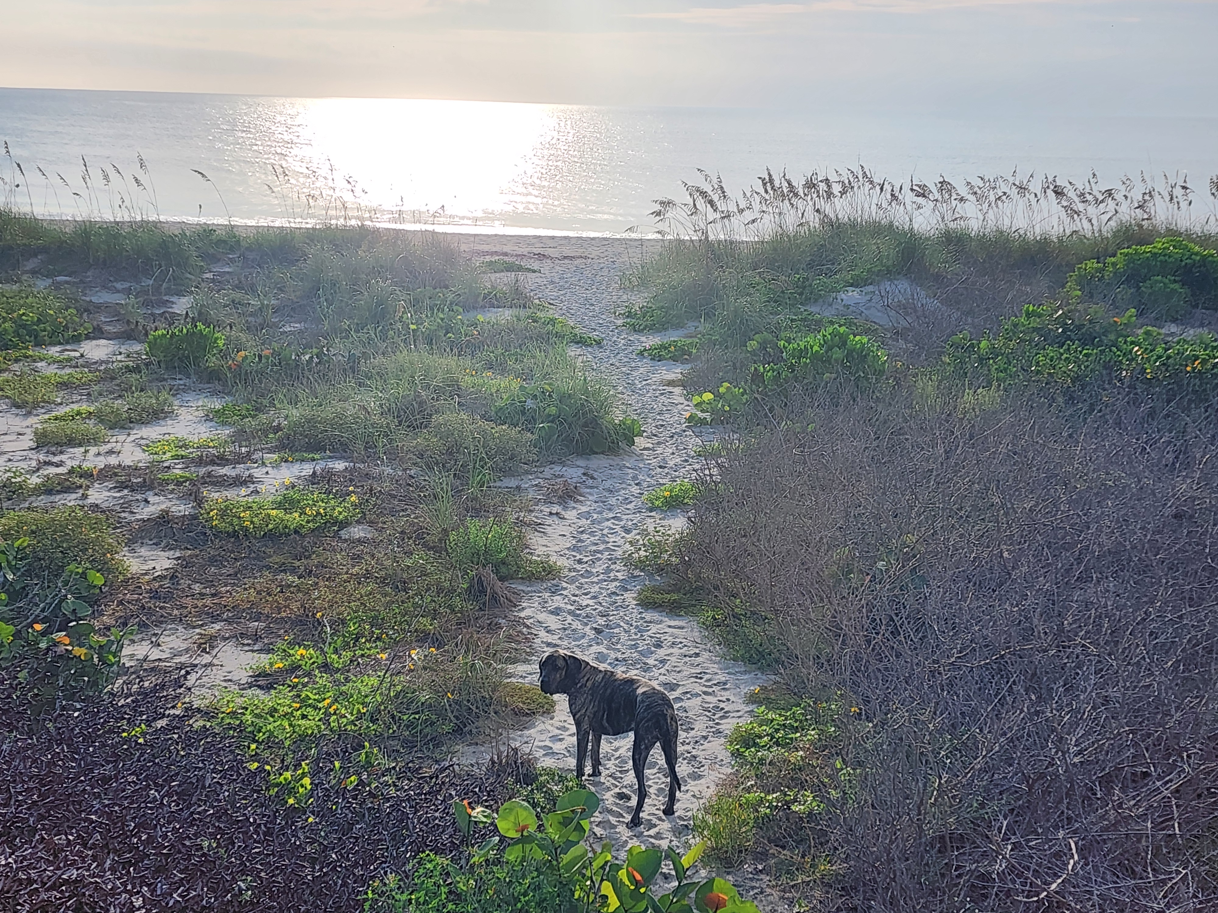 Athena the brindle dog standing on a sandy dune path leading to the beach at sunrise