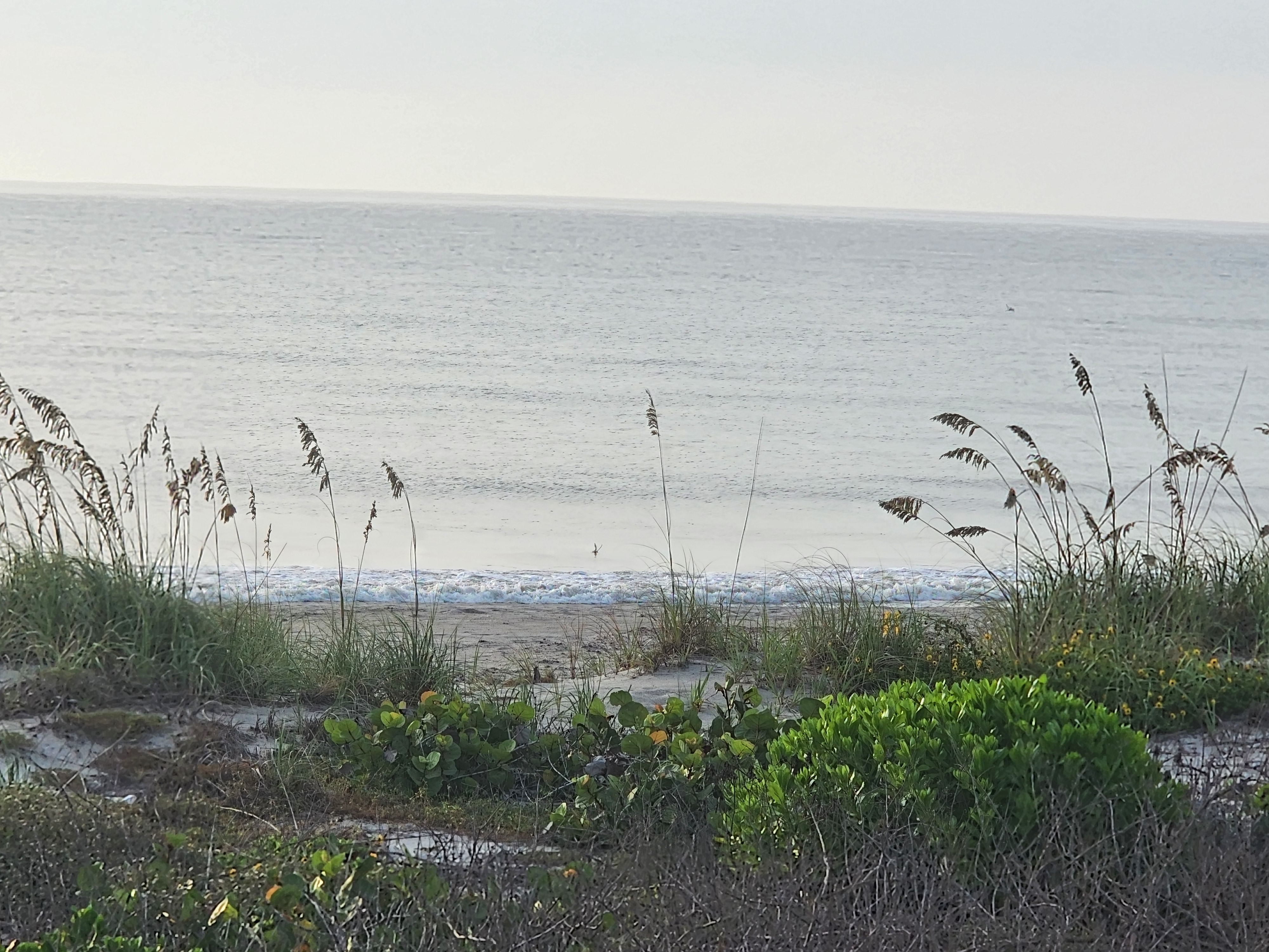 Onshore wave lined up past sea oats and dune grass, South Cocoa Beach