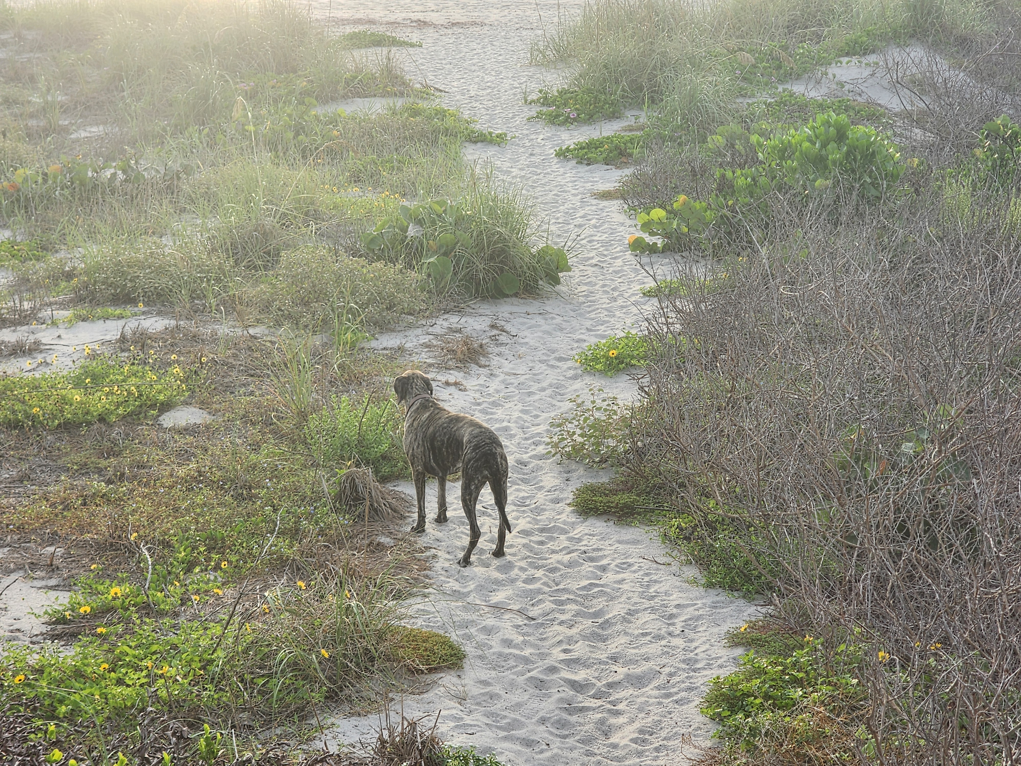 Small whitewash rolling in at midtide past dune grass, South Cocoa Beach