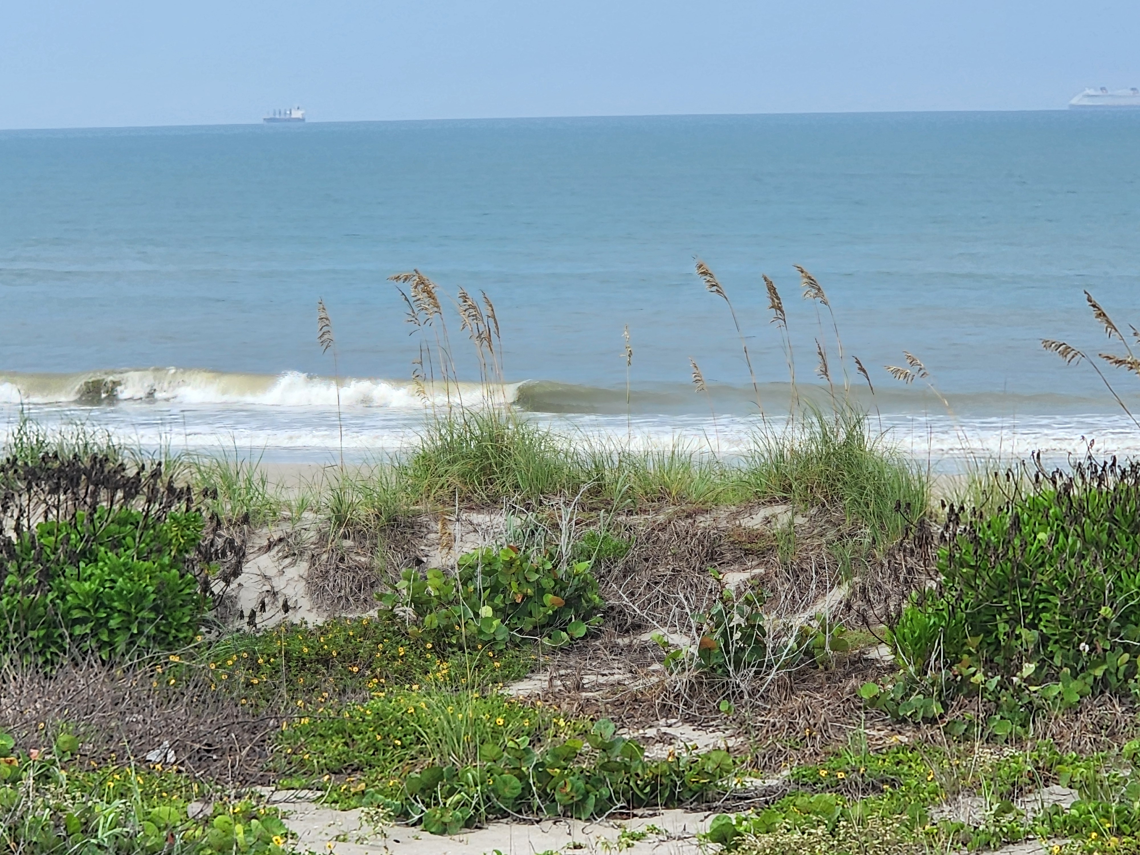 Sea oats and beach sunflowers in the foreground with a small wave peeling through, cargo ship and cruise ship on the horizon