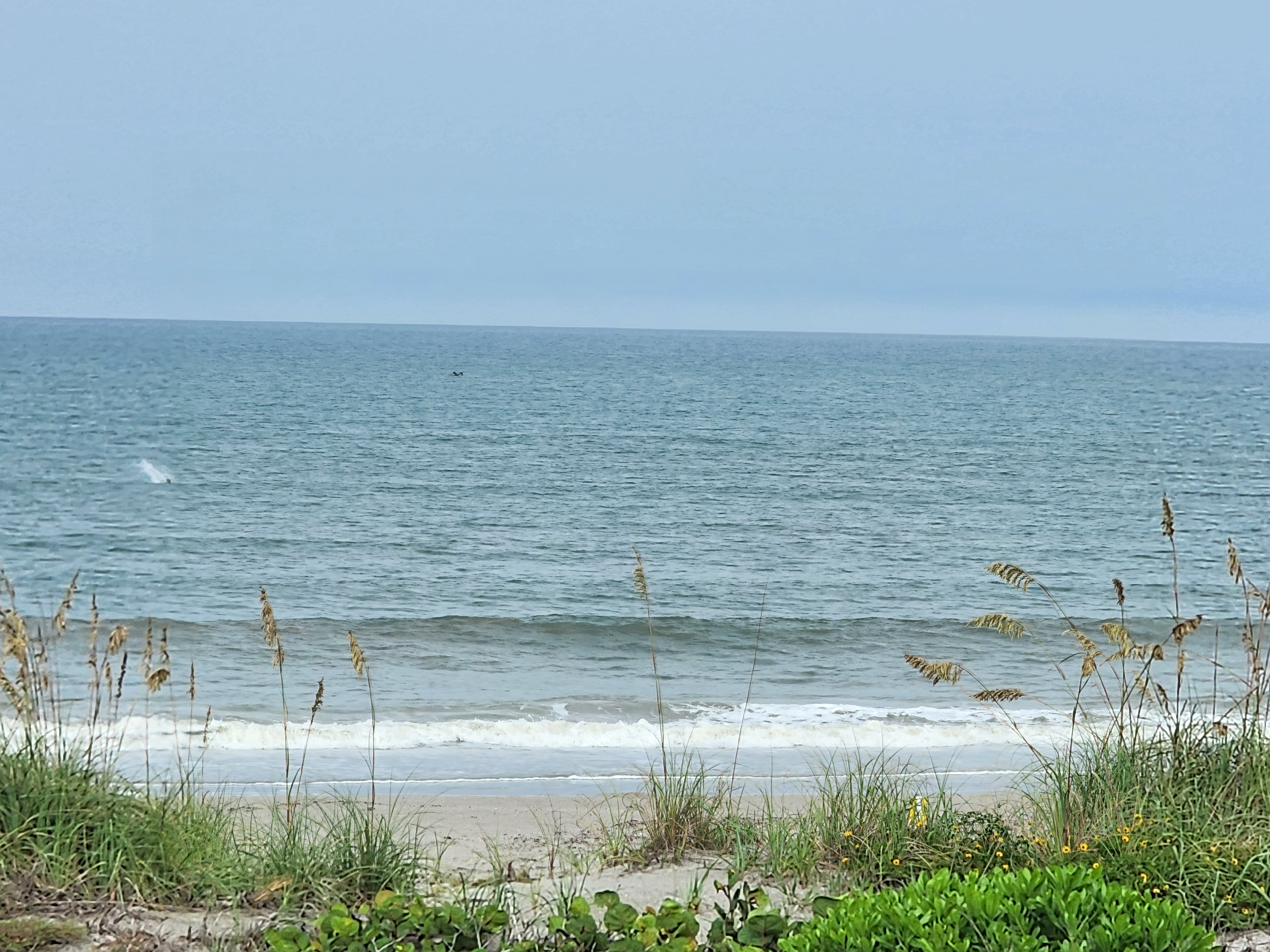 Gray green water with a small onshore line breaking, sea oats swaying in the light SE wind