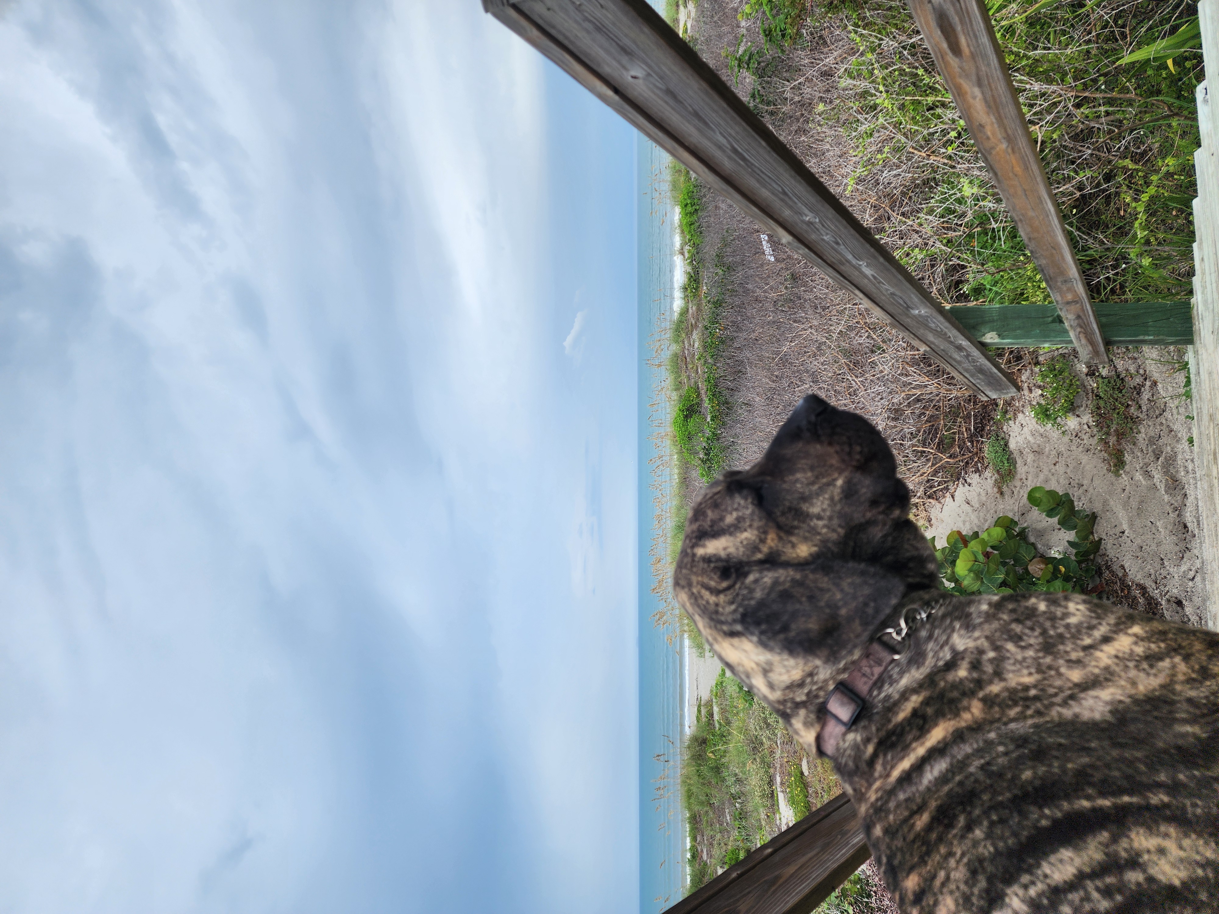 Athena the brindle surf dog at the top of the boardwalk stairs, looking out over the dune toward the ocean