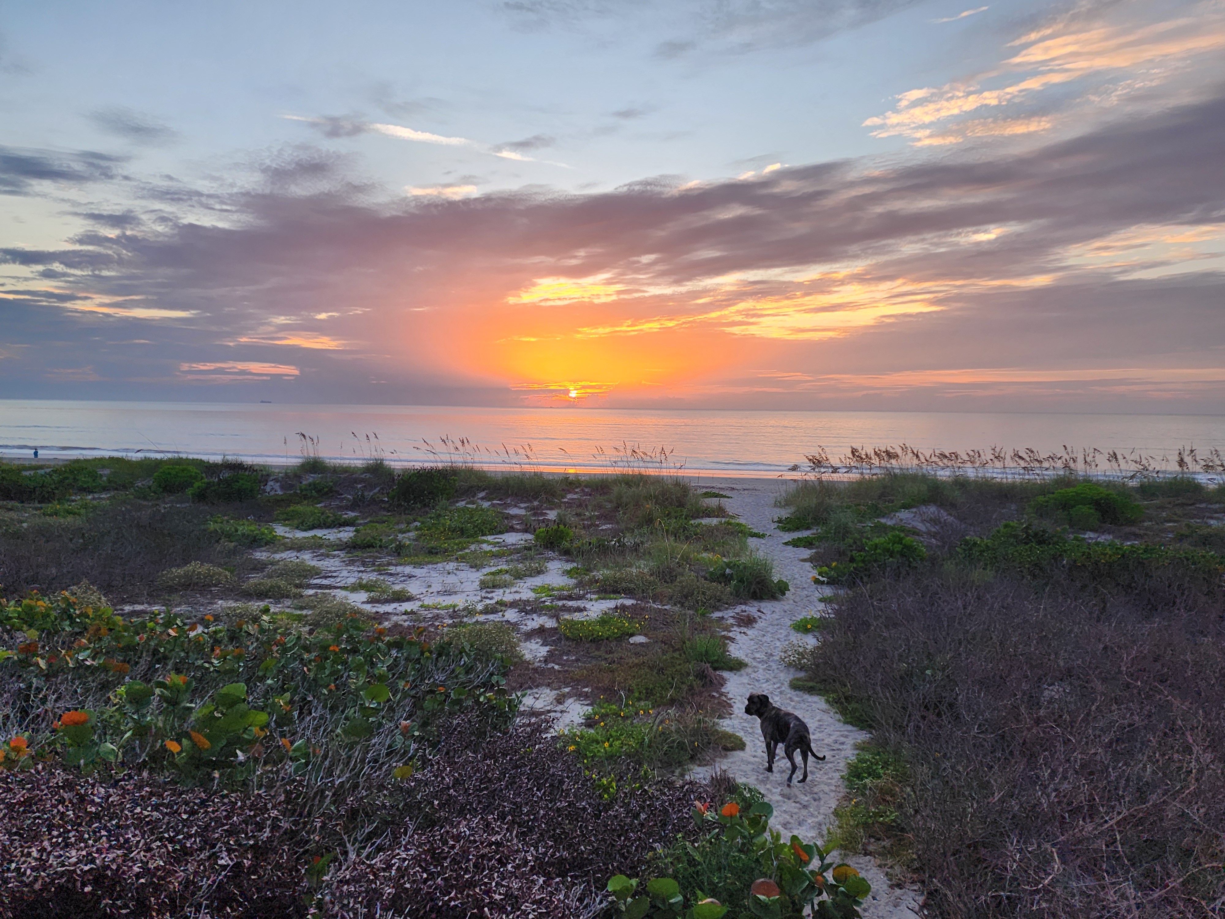 Athena the brindle surf dog on the sand path through the dunes at sunrise, with orange and pink light spreading across the sky over a calm ocean