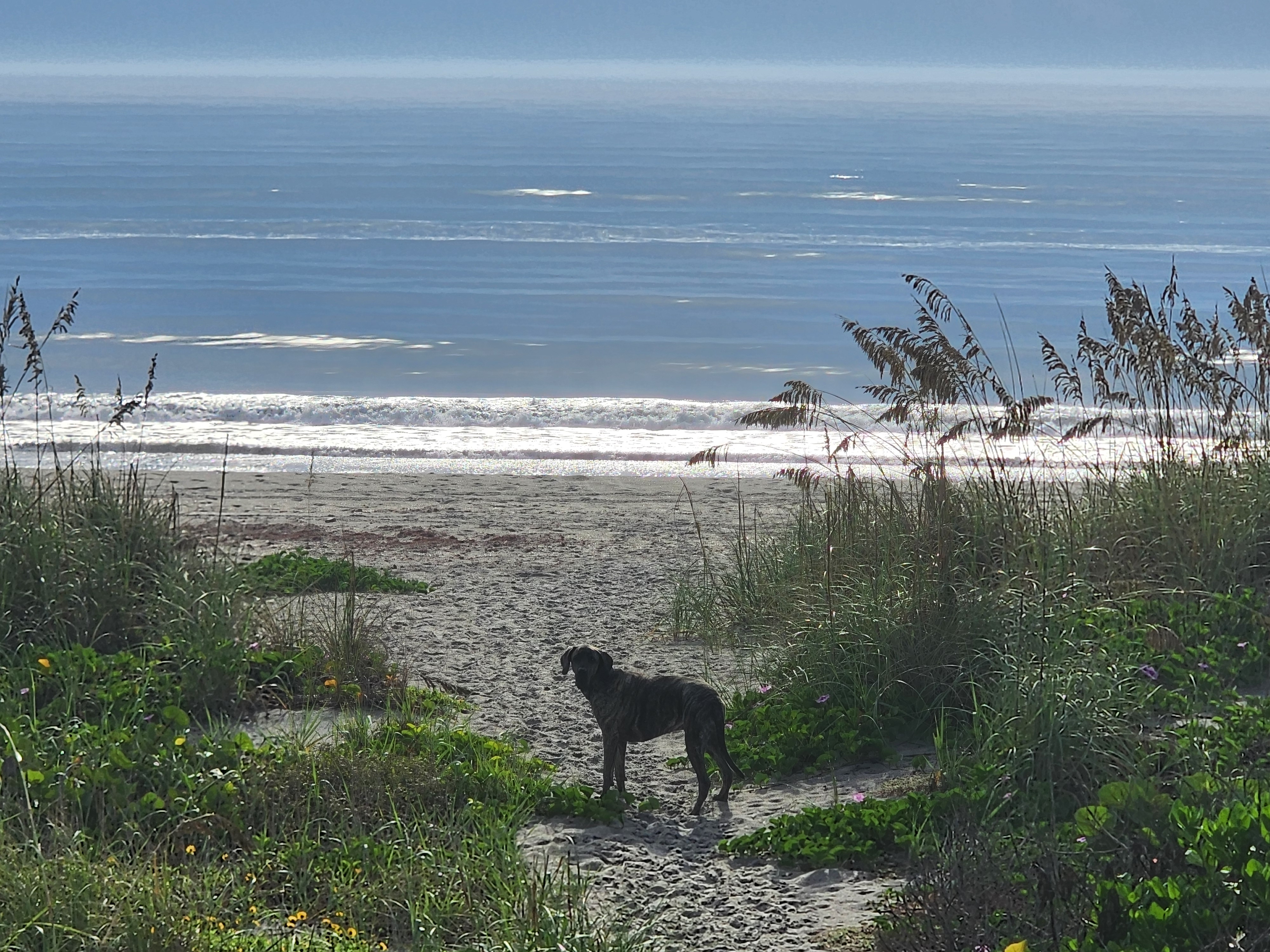 Athena the brindle surf dog standing on the sand path through the dunes, morning glories and beach sunflowers around her, whitewater sparkling behind