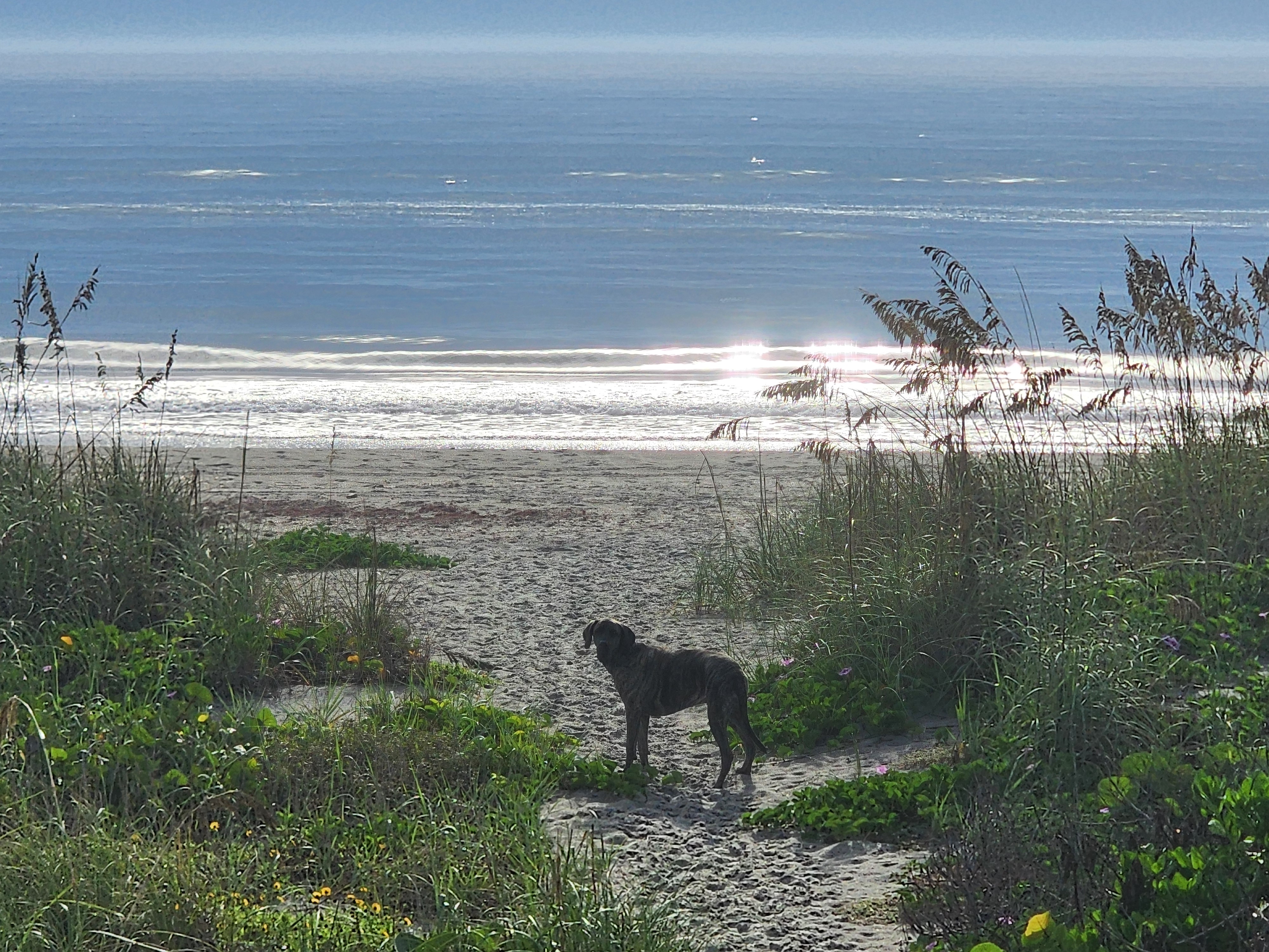 Athena on the dune crossover looking out at the glassy shorebreak with a bright sun glare running across the water and sea oats overhead