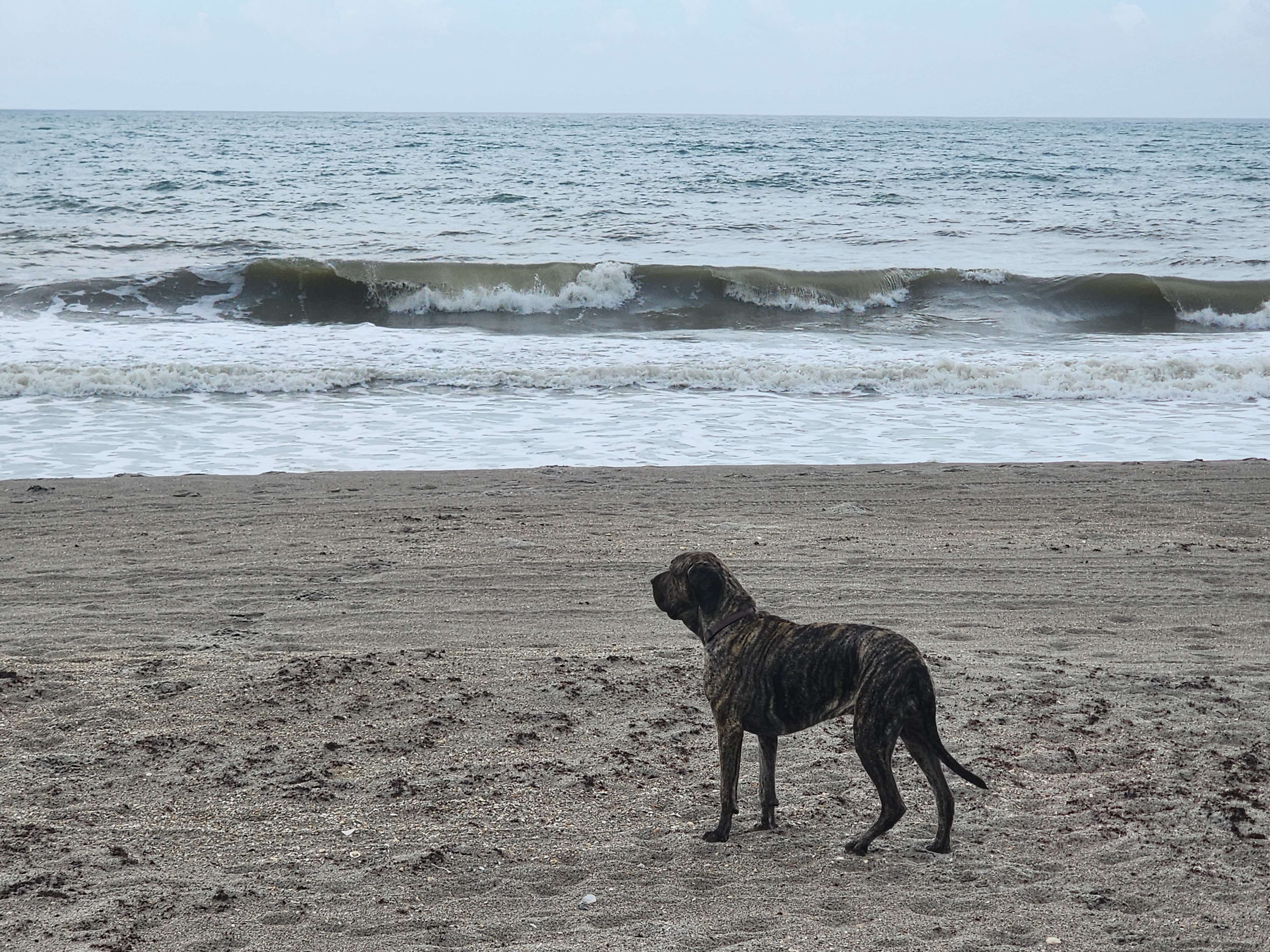 Athena the brindle surf dog standing on wet sand at 32nd Street with a 2-3 foot wave peeling behind her, whitewater running the length of the beach under overcast sky