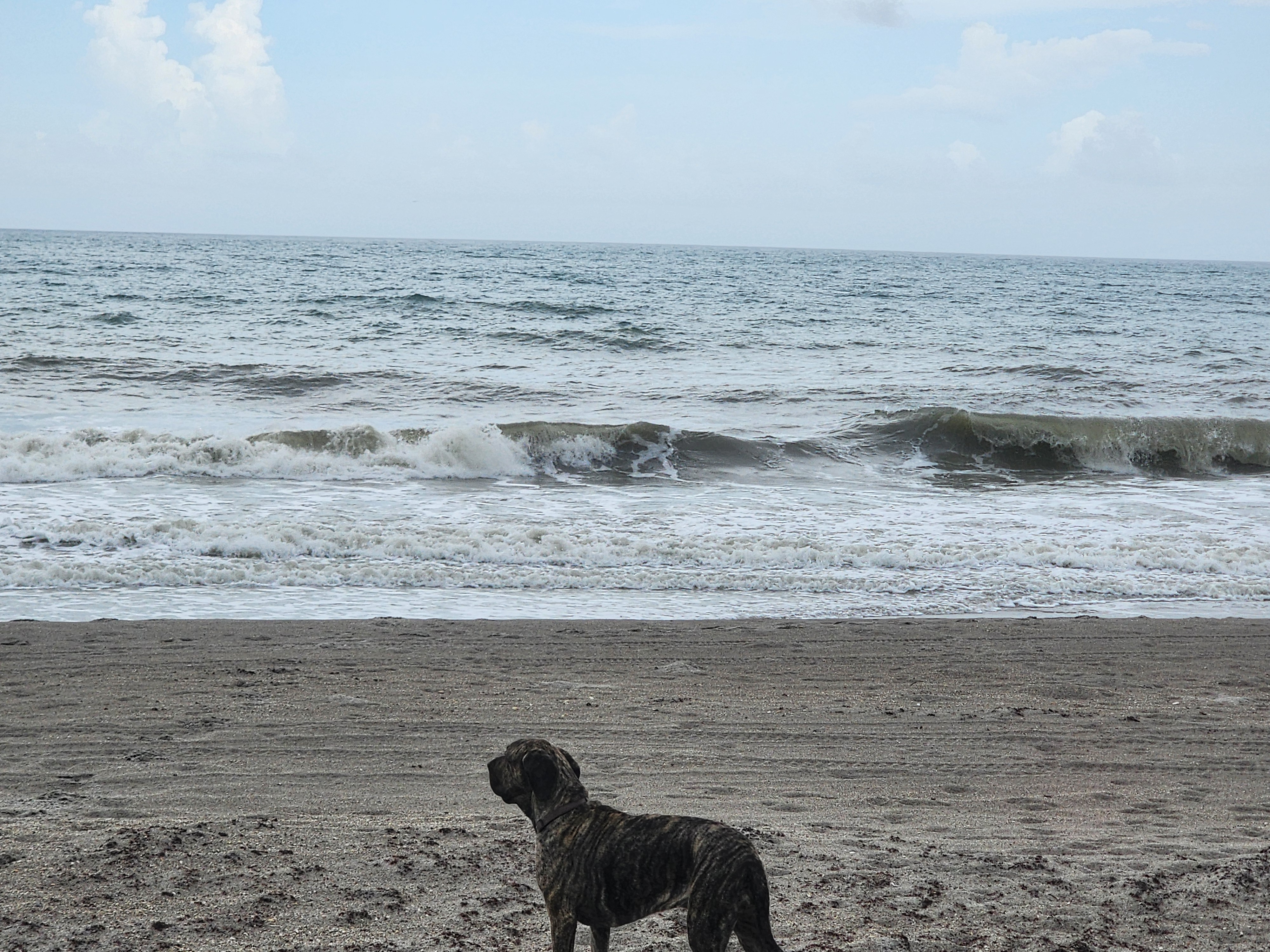 Wide view of South Cocoa Beach with a chest-high set breaking down the line, puffy afternoon cumulus building offshore and Athena small in the foreground for scale