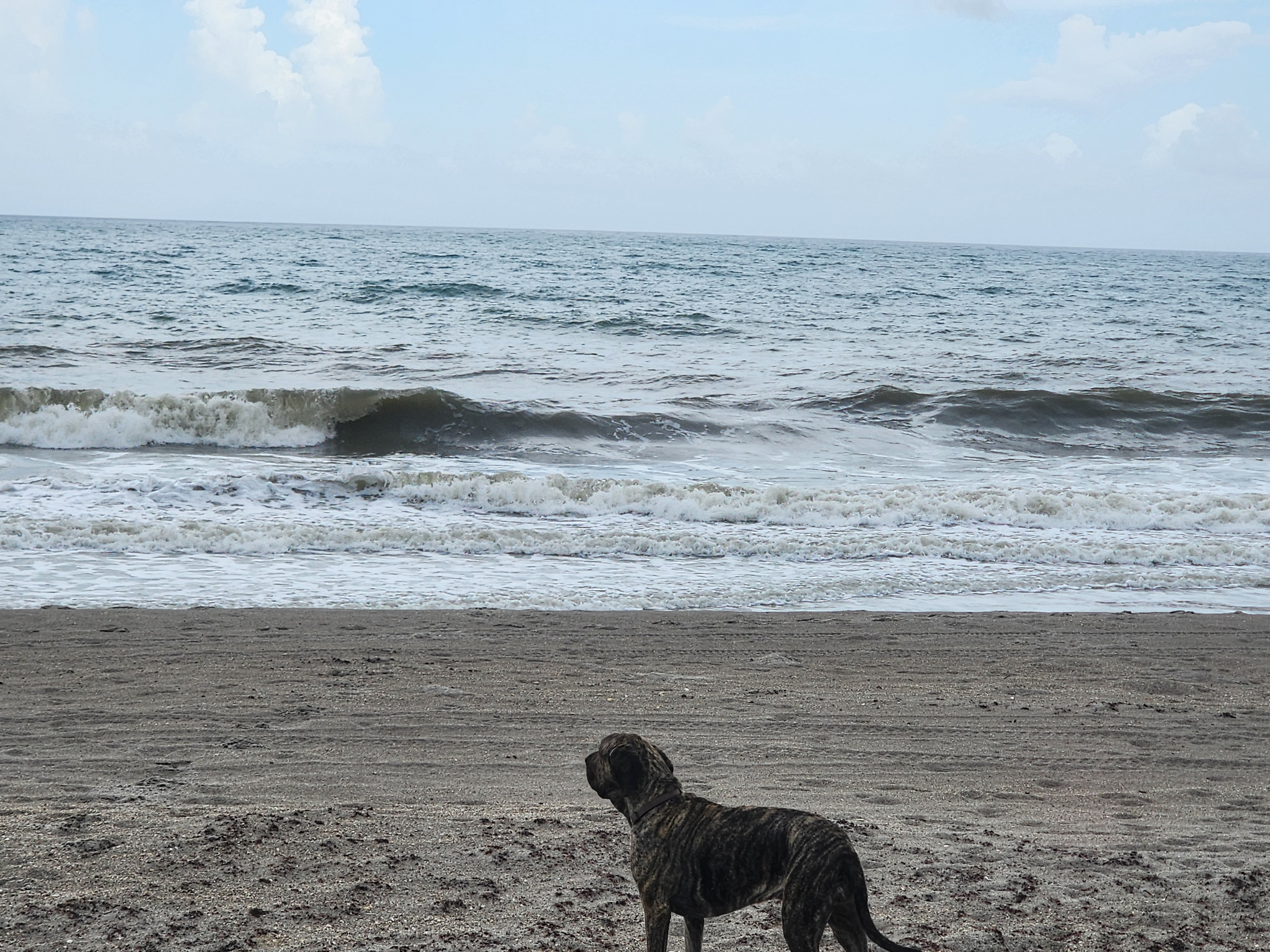 Textured east wind chop on the outside with a wave standing up and breaking, Athena the brindle dog watching from the dry sand at midtide outgoing