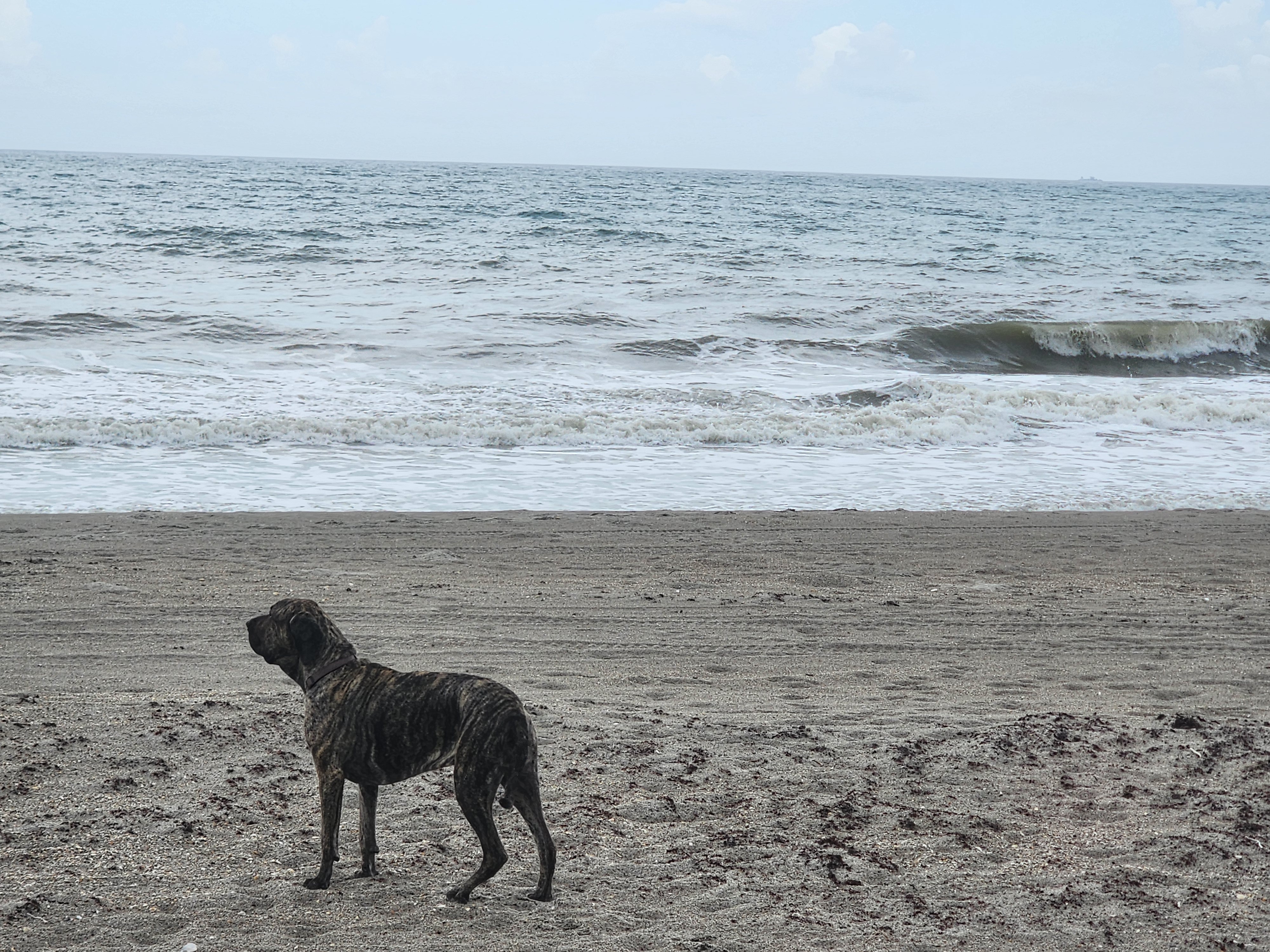 Athena the brindle surf dog in profile on the sand at 32nd Street, shoulder-high wave feathering to the right and a ship visible far out on the horizon