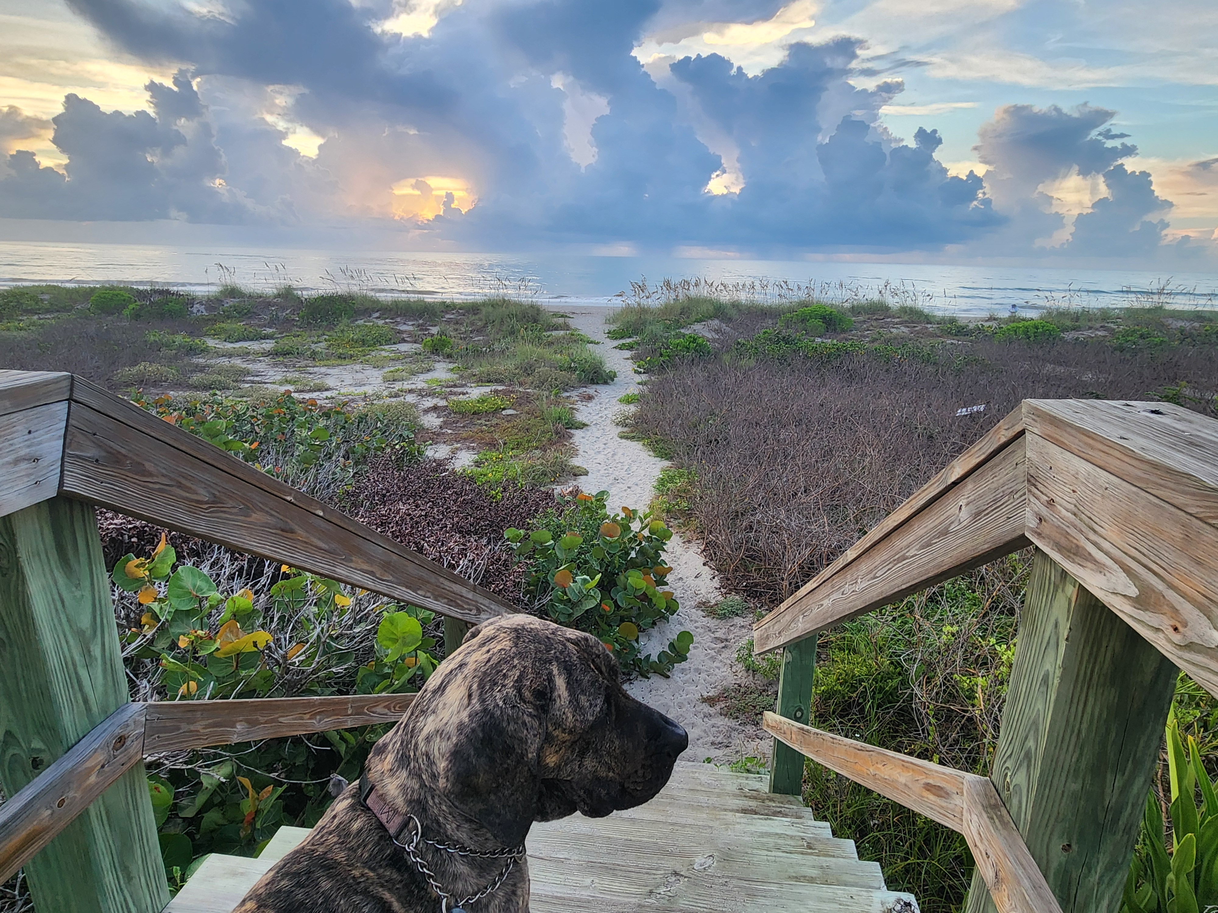 Athena the brindle surf dog on the wooden dune crossover steps looking out over the sand path toward the ocean, big cumulus clouds lit orange by the sunrise