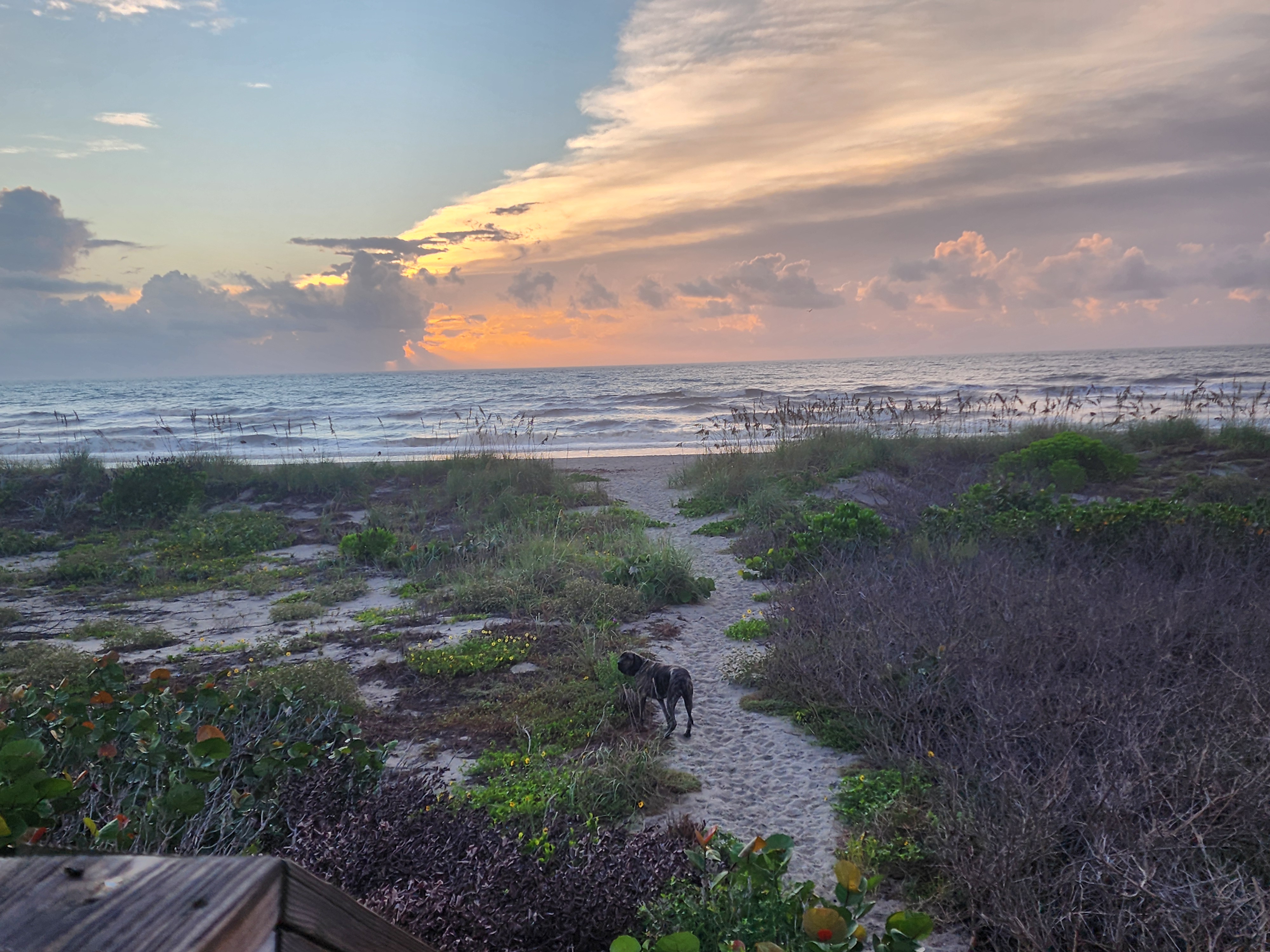 Athena the brindle surf dog on the sand path through the dunes at 32nd Street, sunrise clouds glowing pink and orange over the ocean beyond