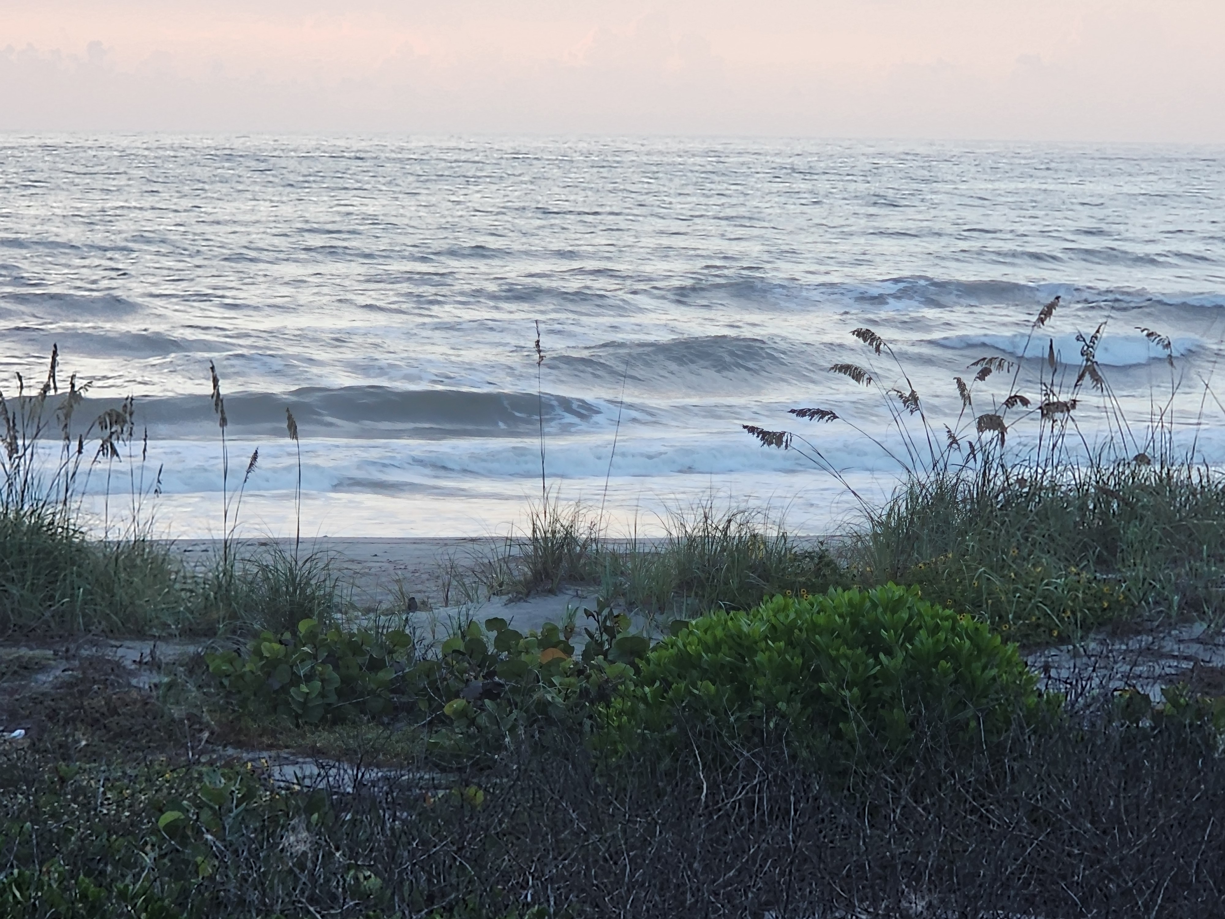 Head-high set wave standing up at 32nd Street on the outgoing lowtide, pale pink morning sky with beach sunflowers and sea grape on the dune
