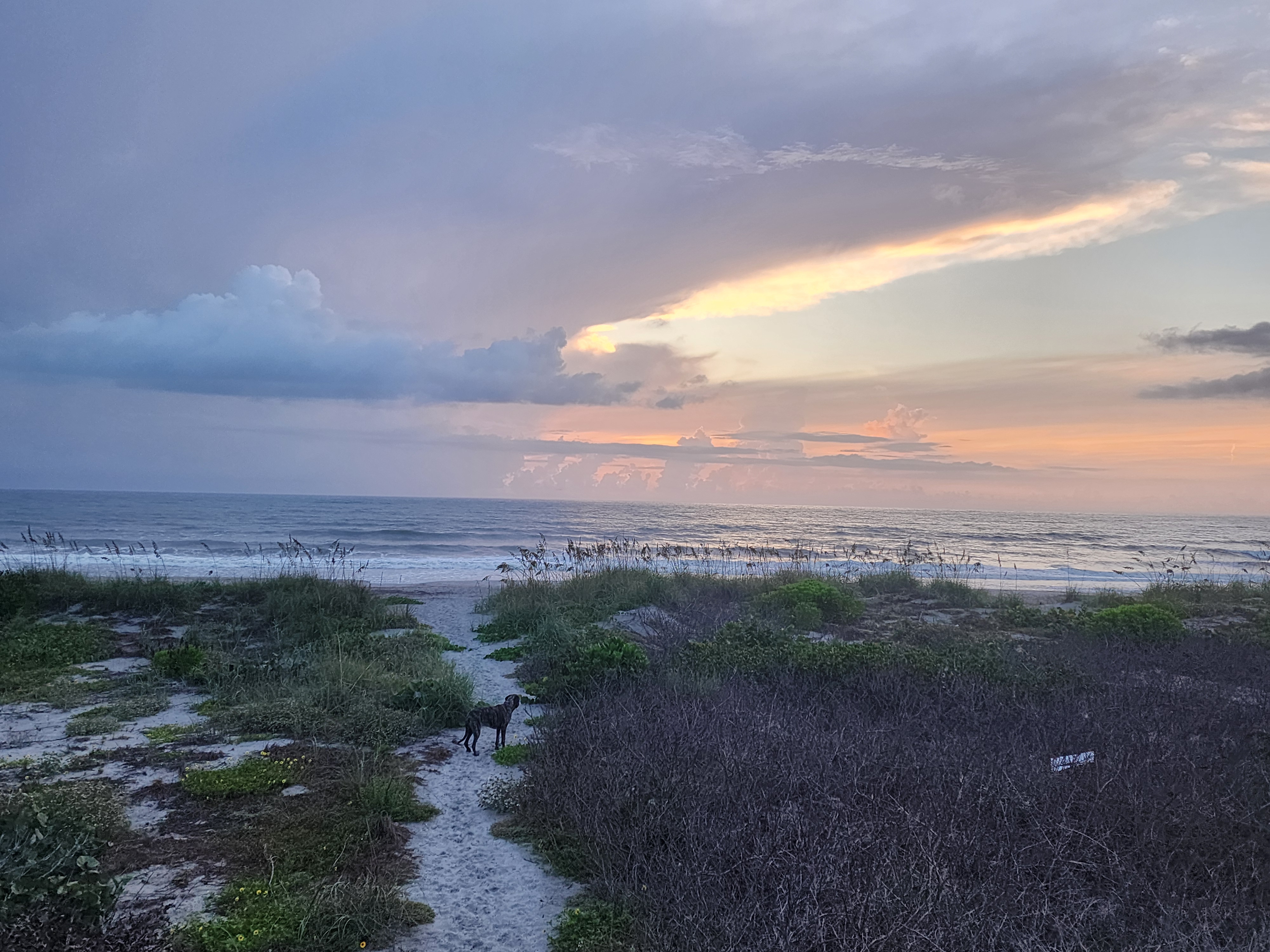 Athena the brindle surf dog on the sand path through the dunes at 32nd Street, sunrise breaking orange and gold through a heavy cloud bank over lines of surf
