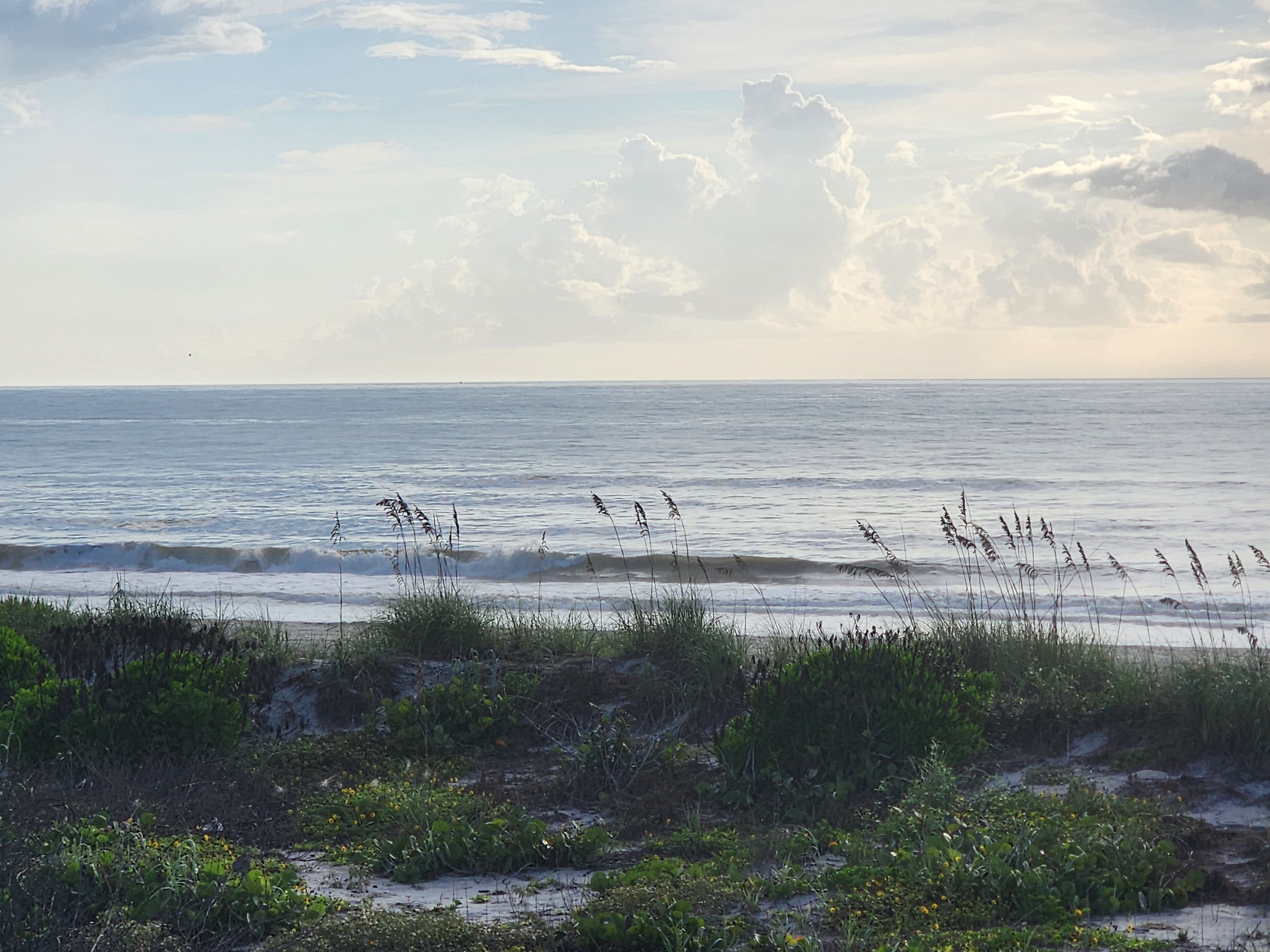 Waist-to-chest high wave breaking at 32nd Street under blue sky and towering white cumulus clouds, sea oats and yellow beach sunflowers along the dune