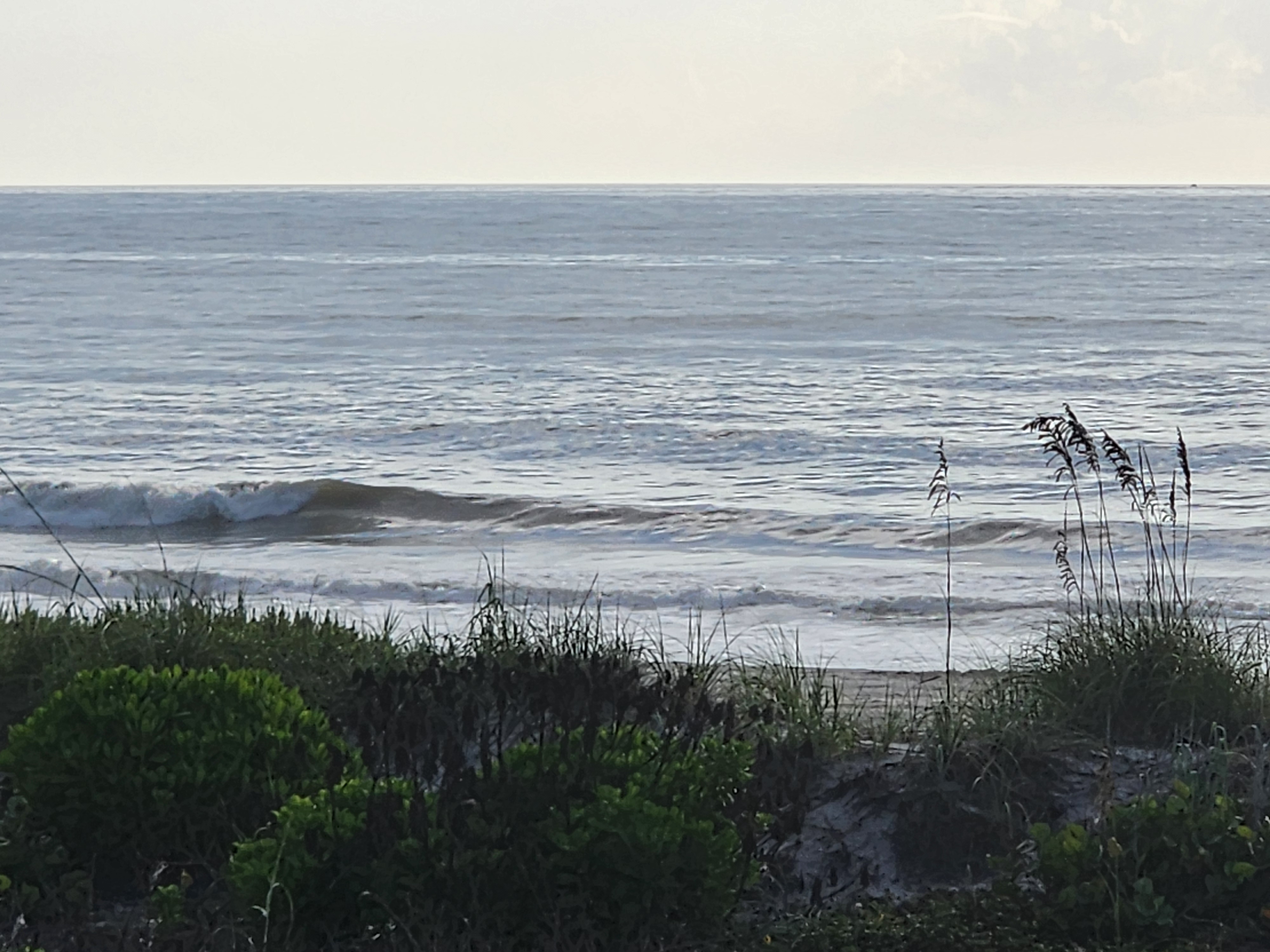 Small clean wave breaking on the dropping midtide under hazy white morning light, sea grape and dune grass framing the shot at 32nd Street