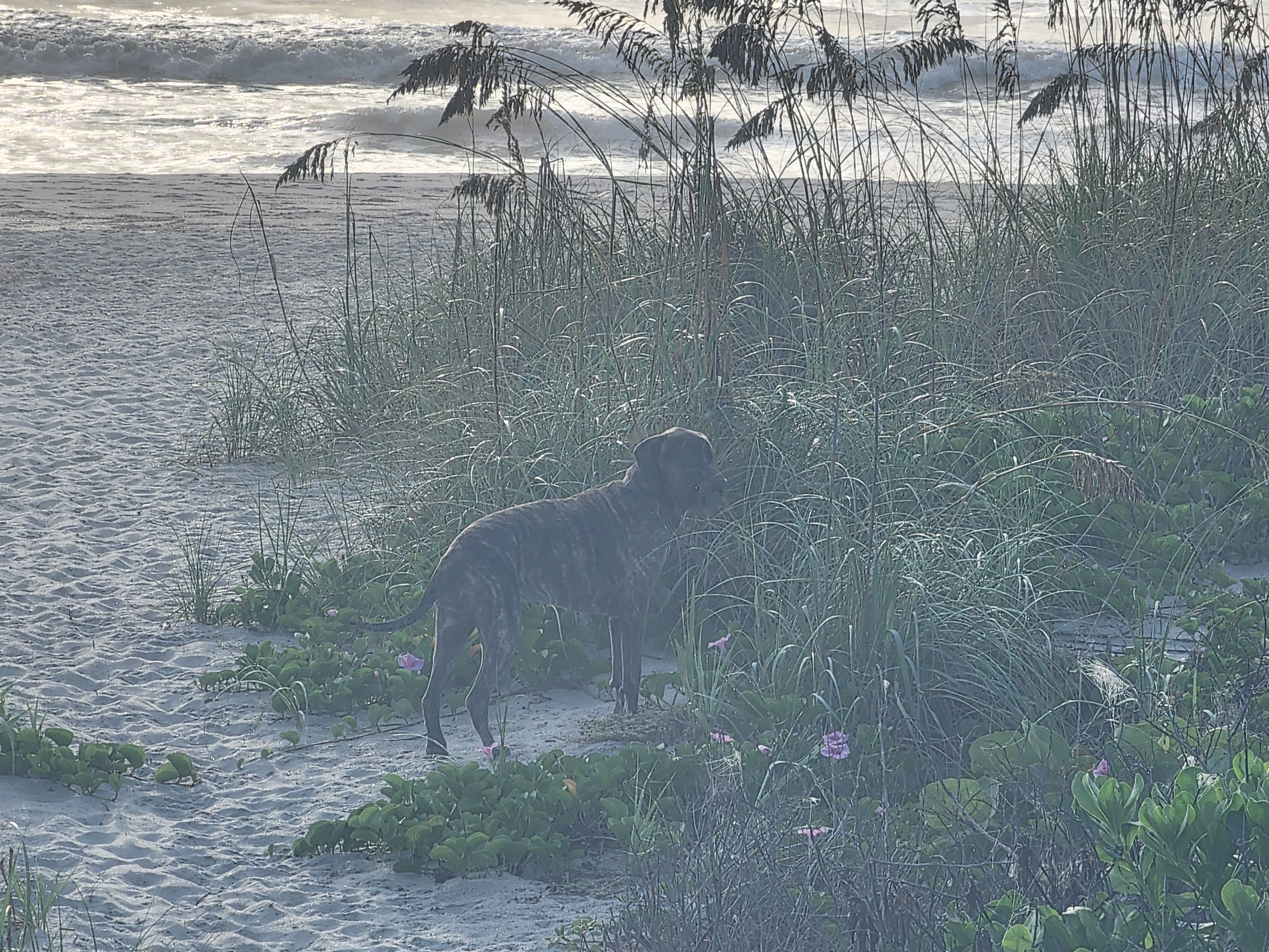 Athena the brindle surf dog standing in the dune among sea oats and pink railroad vine morning glory blooms with whitewater running behind her