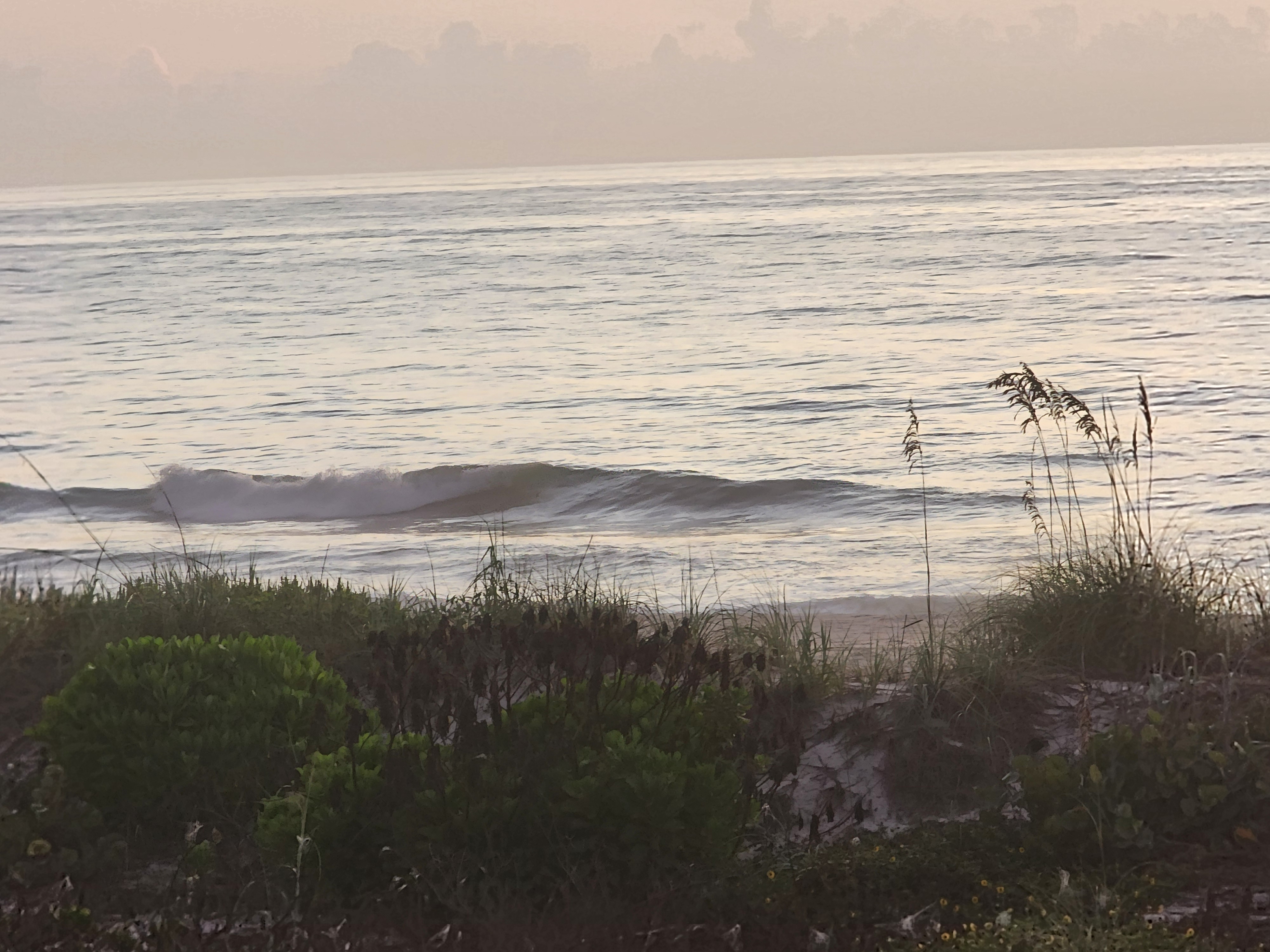 Clean 2-3 foot wave peeling toward shore at 32nd Street in soft peach dawn light, sea grape and dune grass in the foreground