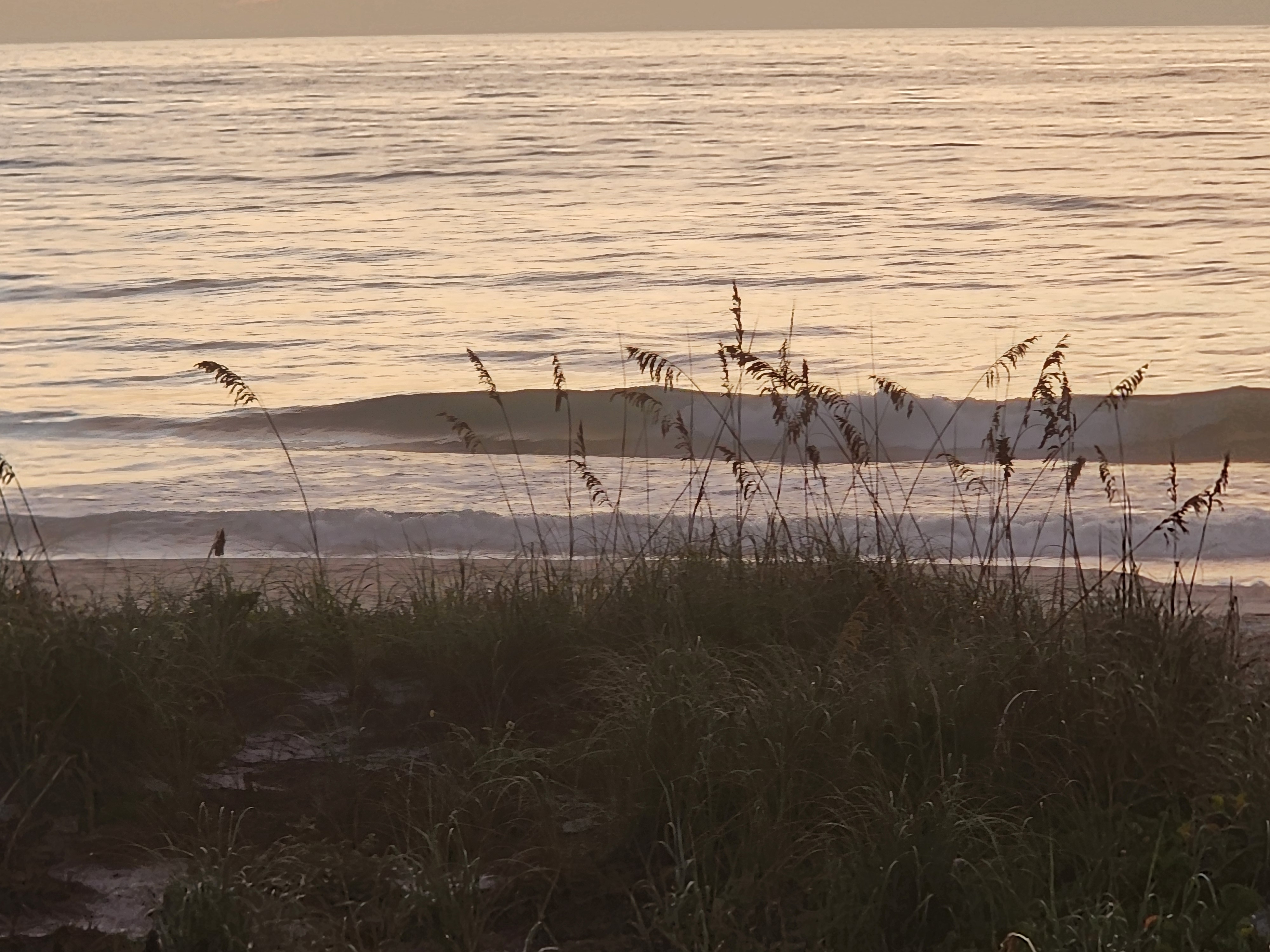 Lined-up shortboard wave standing up and peeling at high tide with golden morning light on the face, sea oats in the foreground at 32nd Street