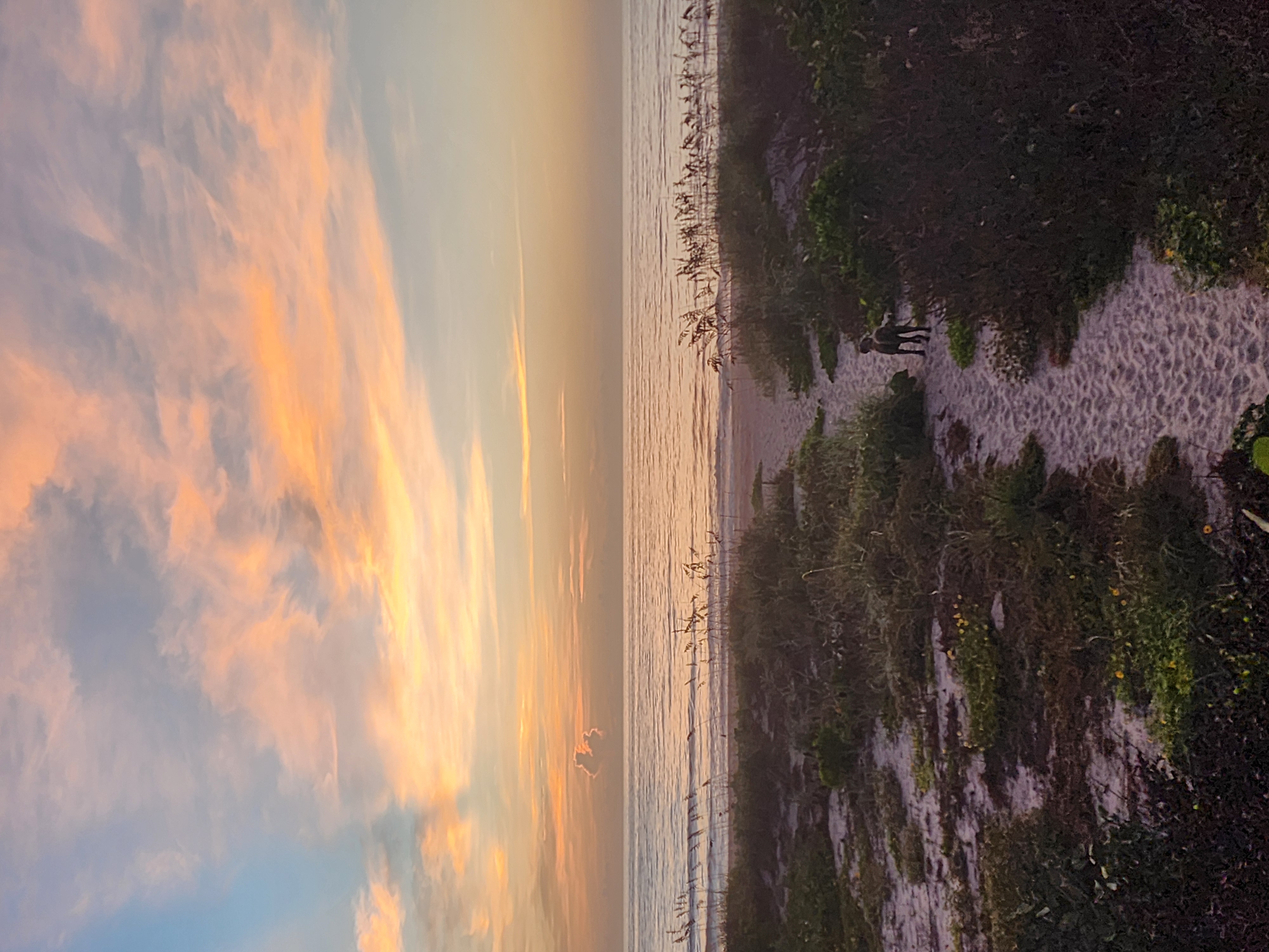 Athena the brindle surf dog on the sand path through the dunes at 32nd Street under a wide pink and orange cirrus sunrise over the Atlantic