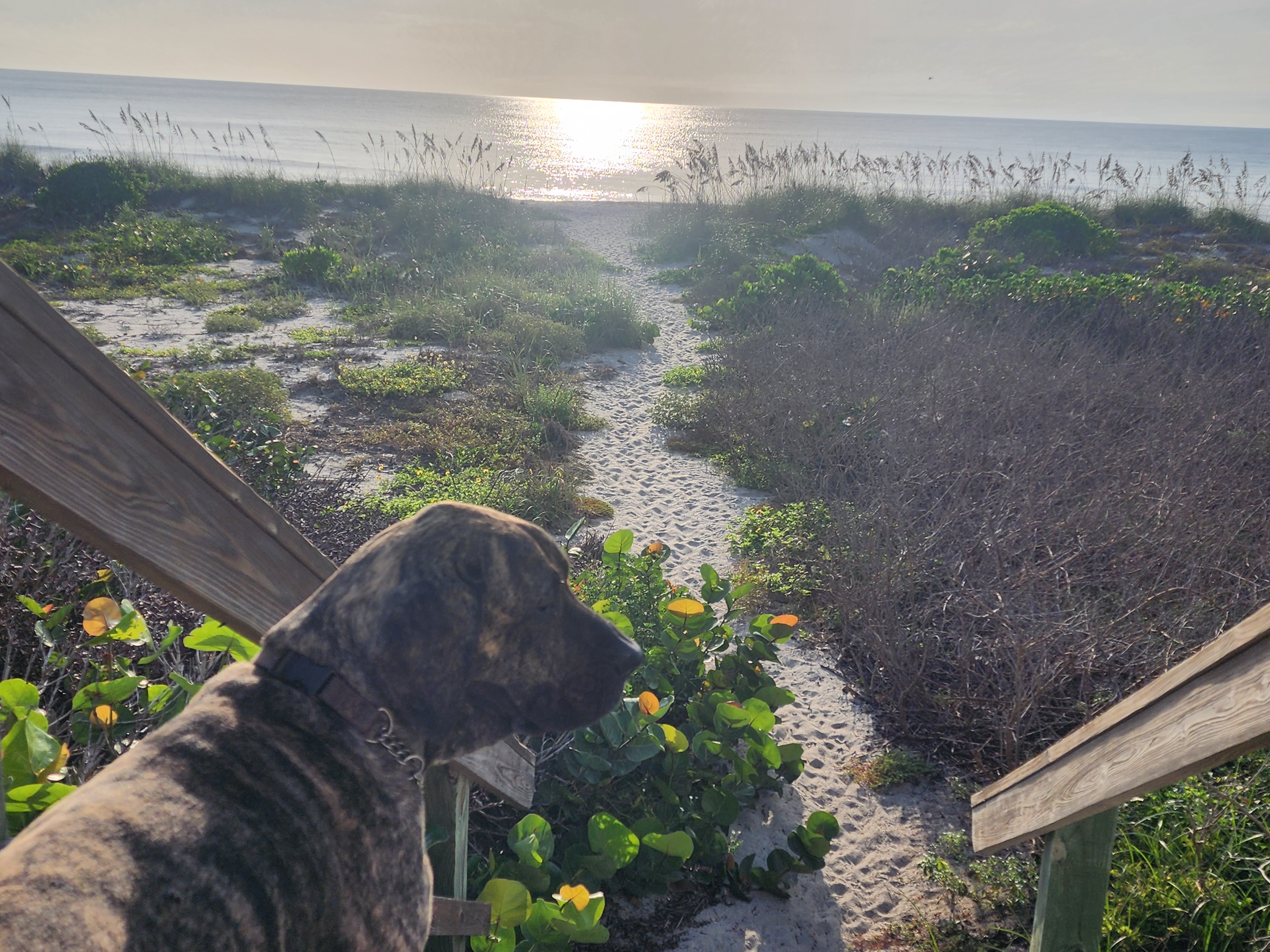 Athena the brindle surf dog at the top of the wooden dune walkover at 32nd Street looking out over the sand path to a glassy morning Atlantic