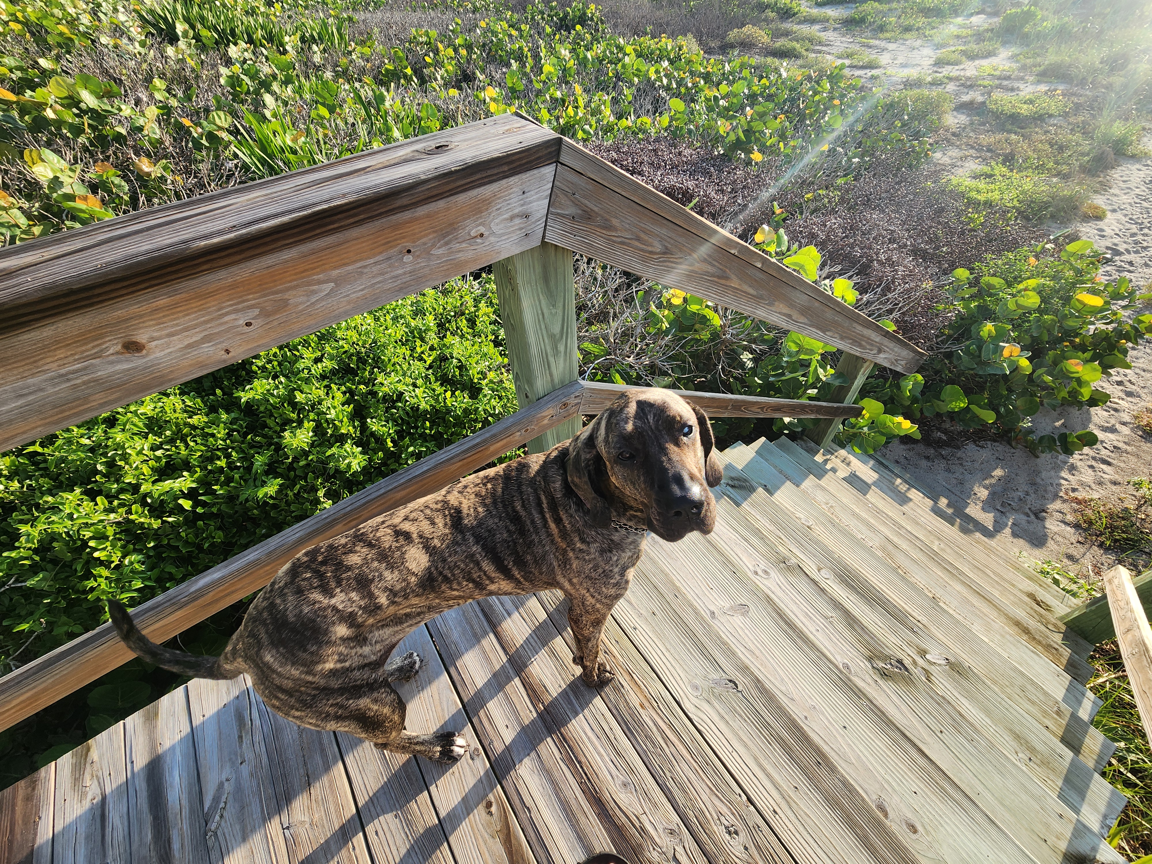 Athena, a brindle dog, standing on the wooden dune crossover stairs in the morning sun, waiting on the beach walk