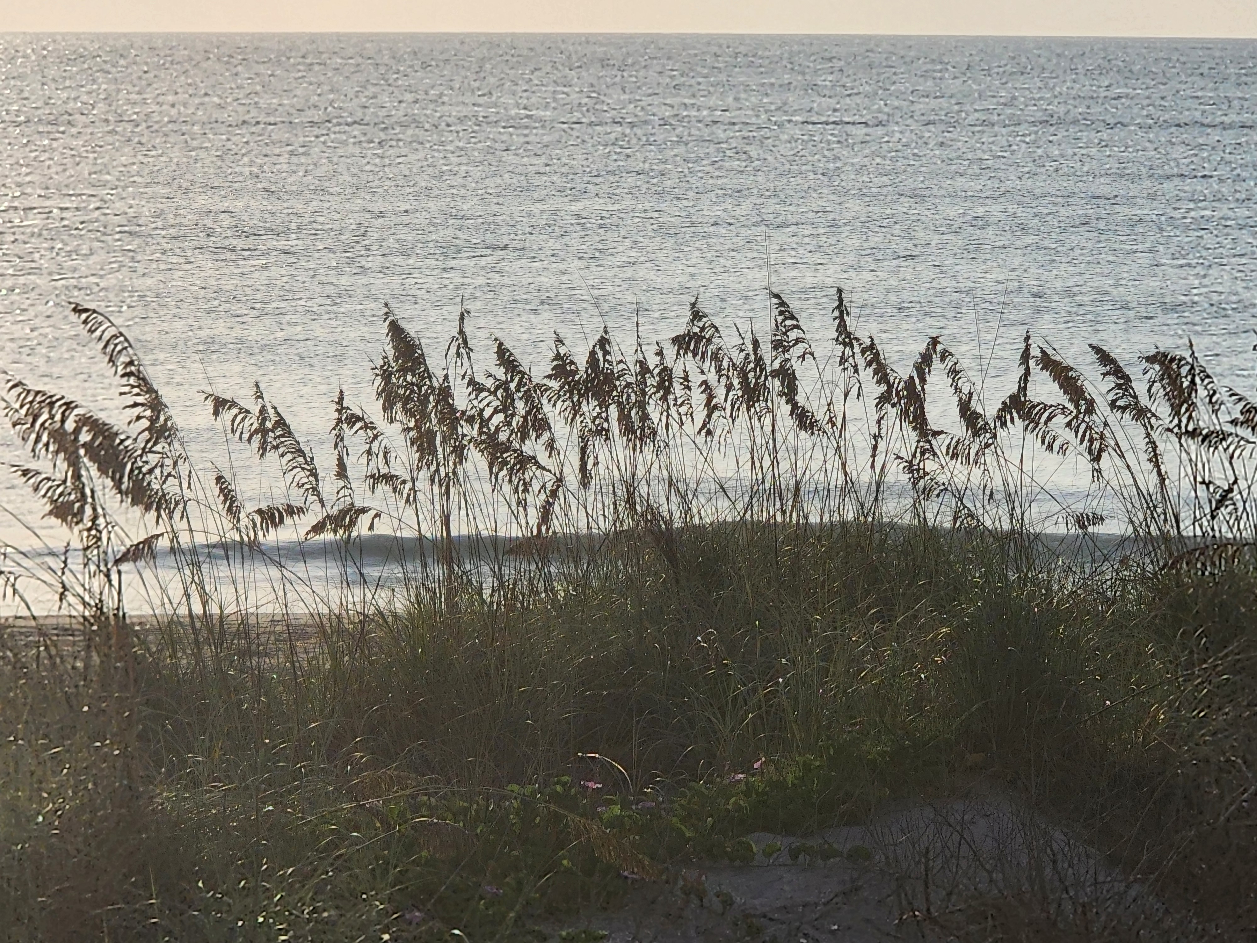 Sea oats silhouetted against a shimmering ocean with a small wave breaking, South Cocoa Beach