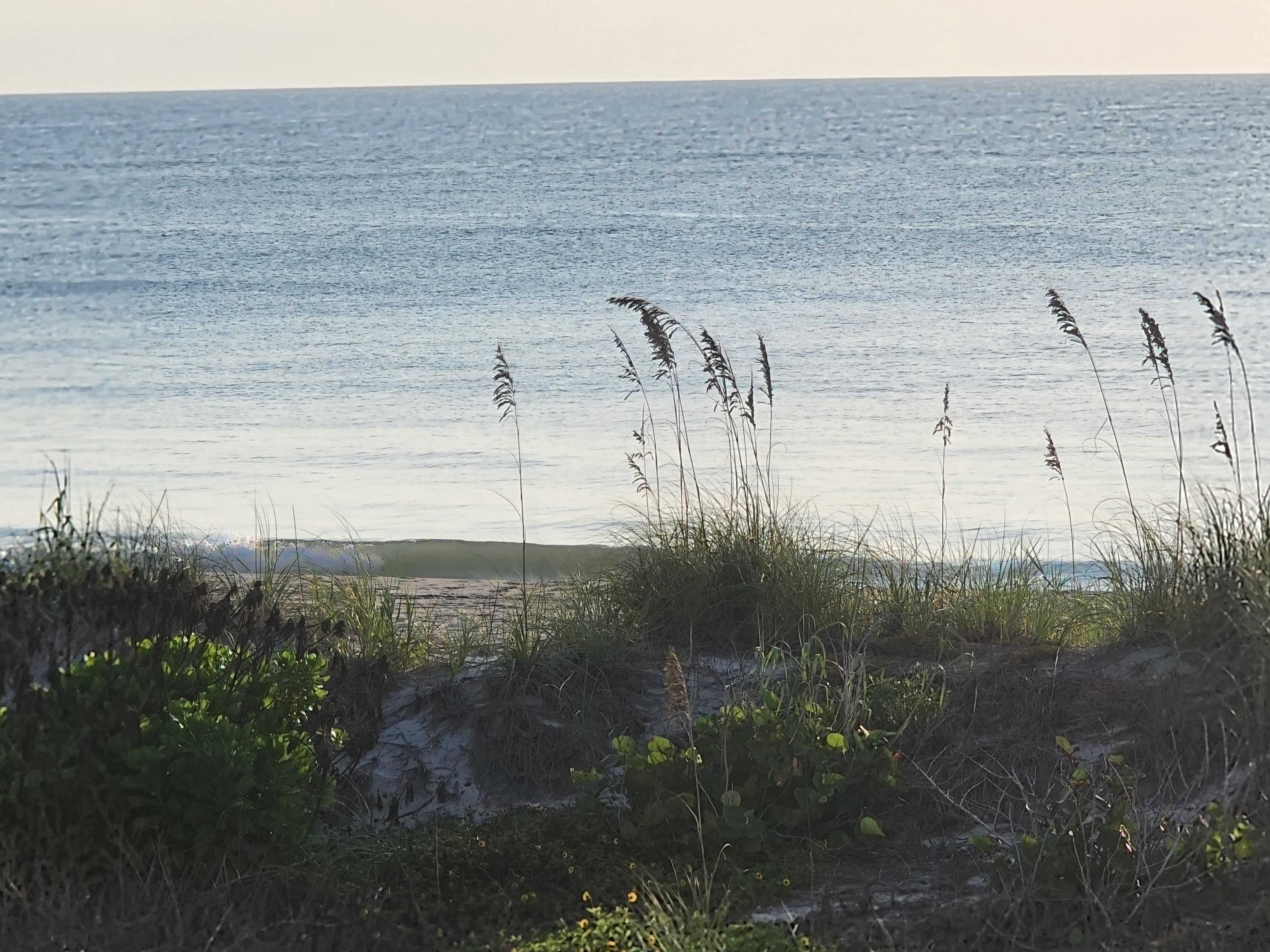 Dune vegetation framing a calm ocean and small shorebreak wave, South Cocoa Beach