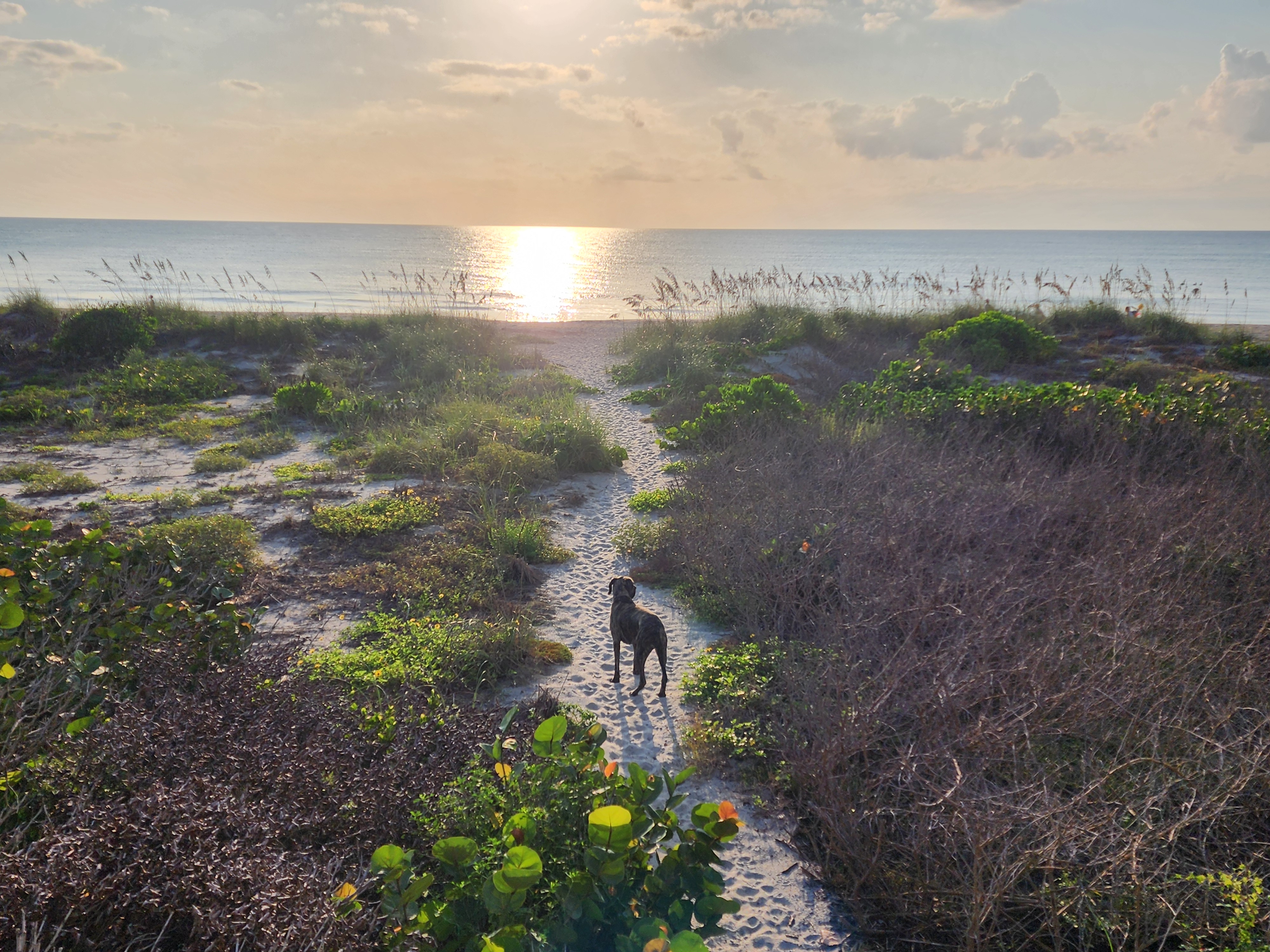 Athena the brindle surf dog standing on a sandy dune path at sunrise, South Cocoa Beach