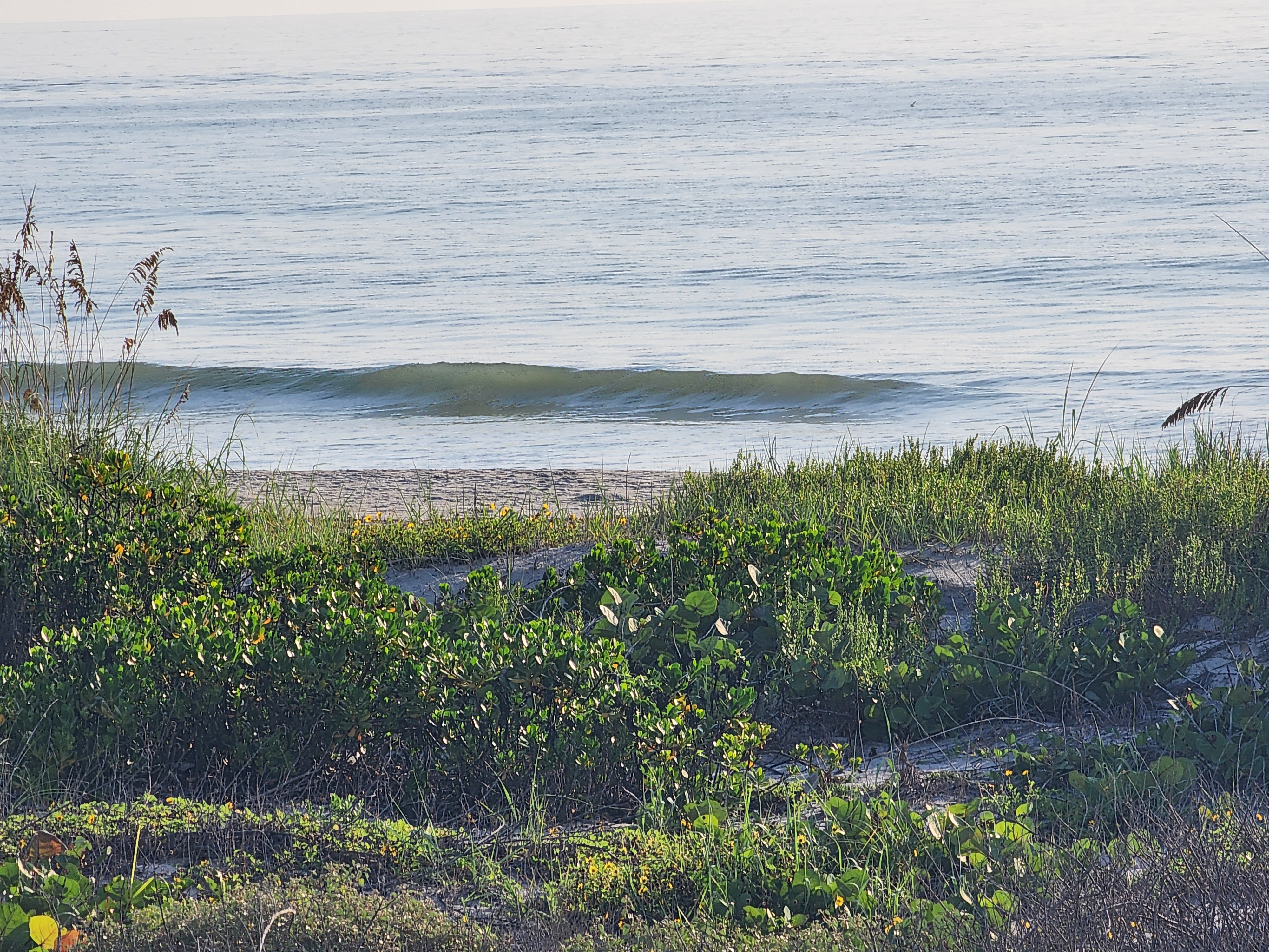 Sea grape and dune vines framing a small clean wave peeling offshore, South Cocoa Beach