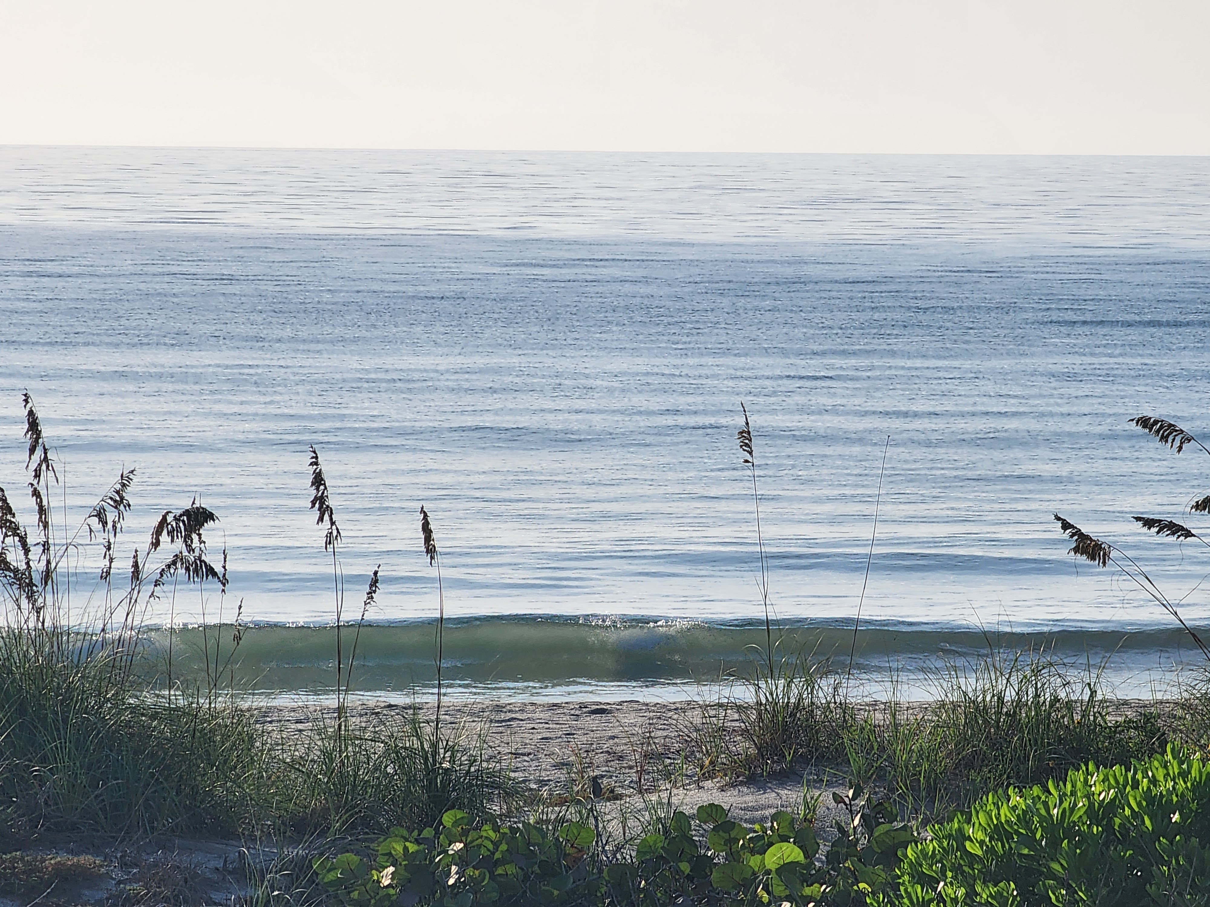 Sea oats silhouetted against a glassy blue ocean with a small wave standing up, South Cocoa Beach