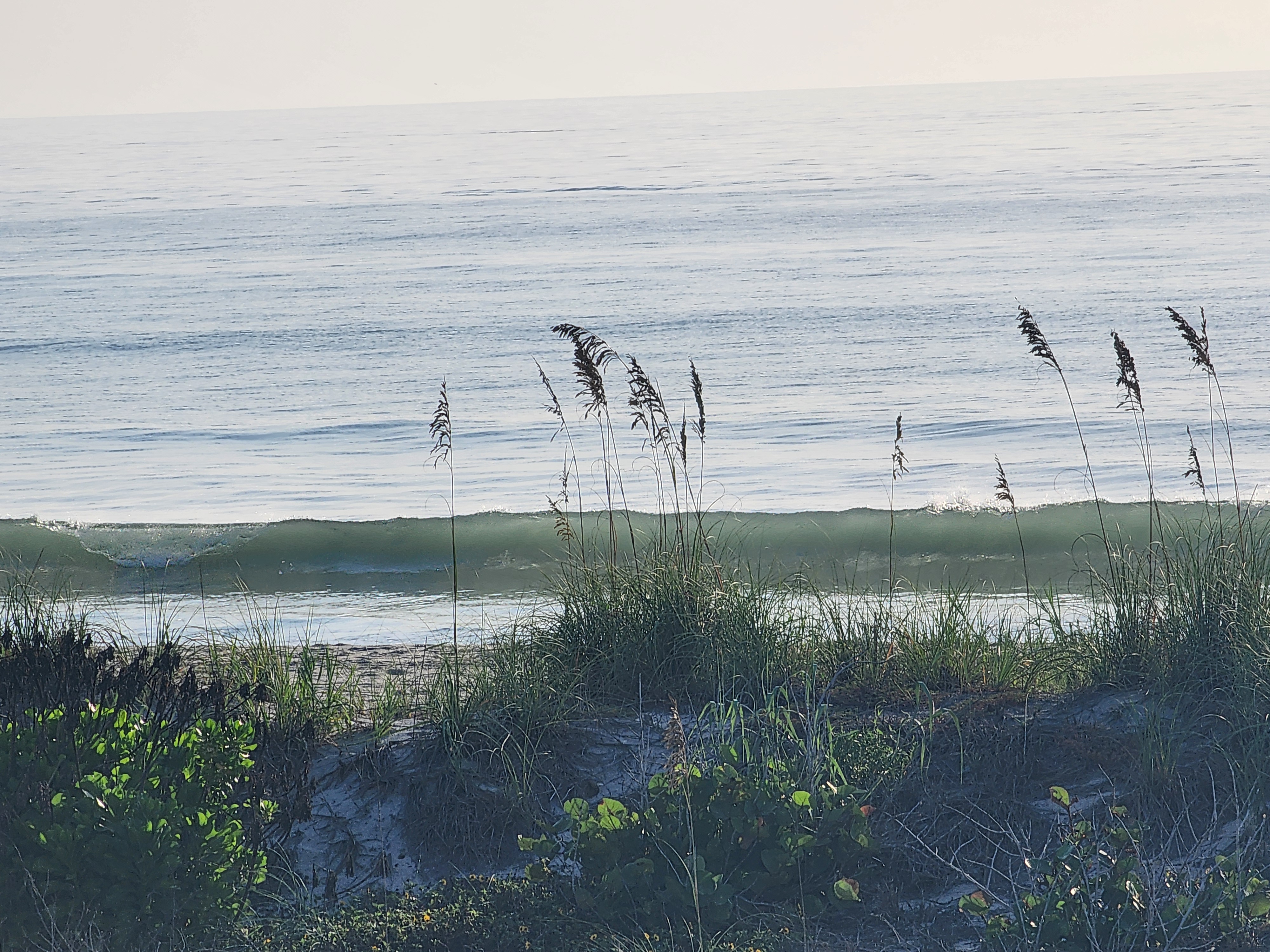 Dune grass and sea oats framing a small green wave lining up along the shore, South Cocoa Beach