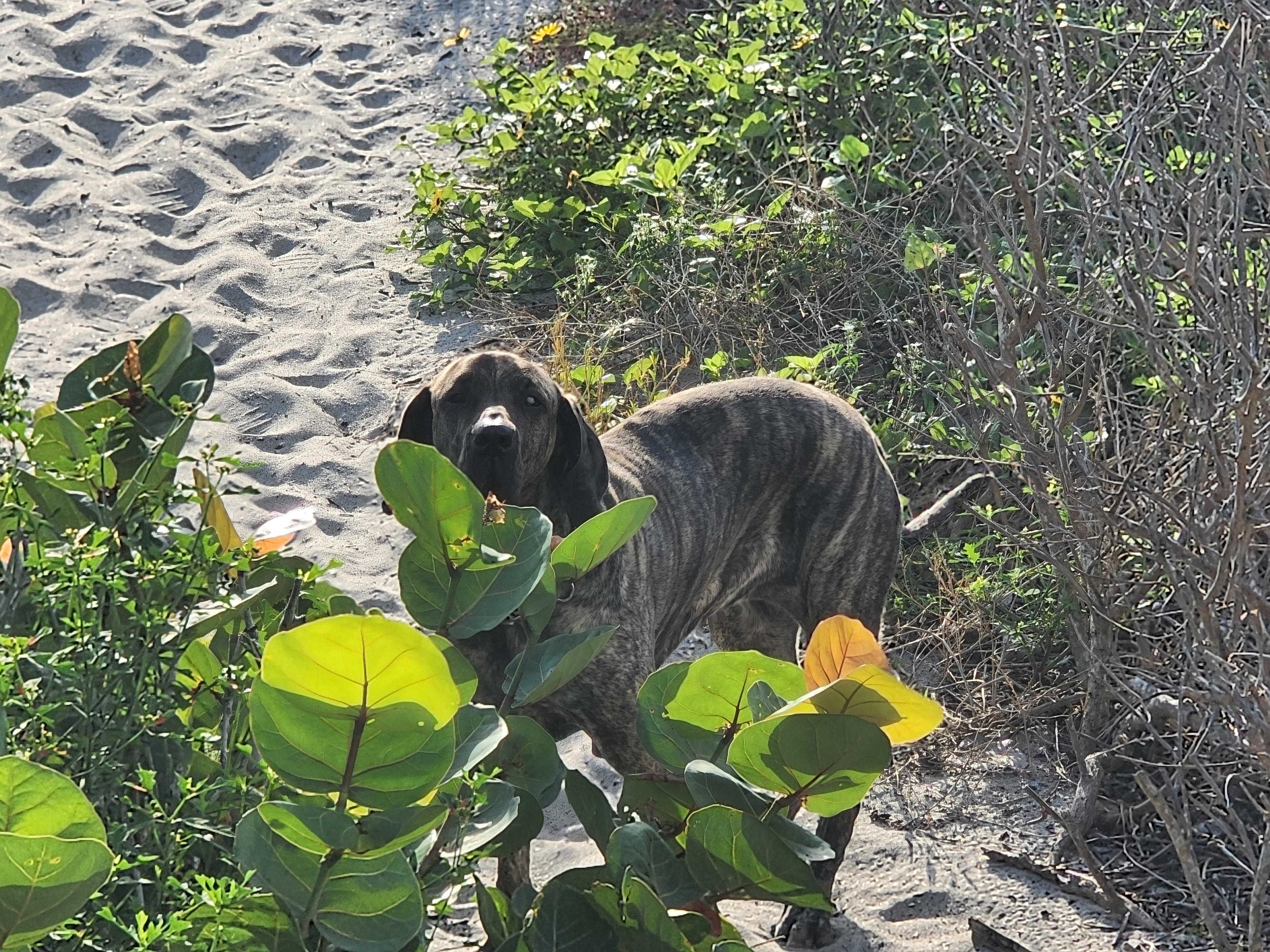 Athena the brindle surf dog standing in the sea grapes on the dune path, South Cocoa Beach