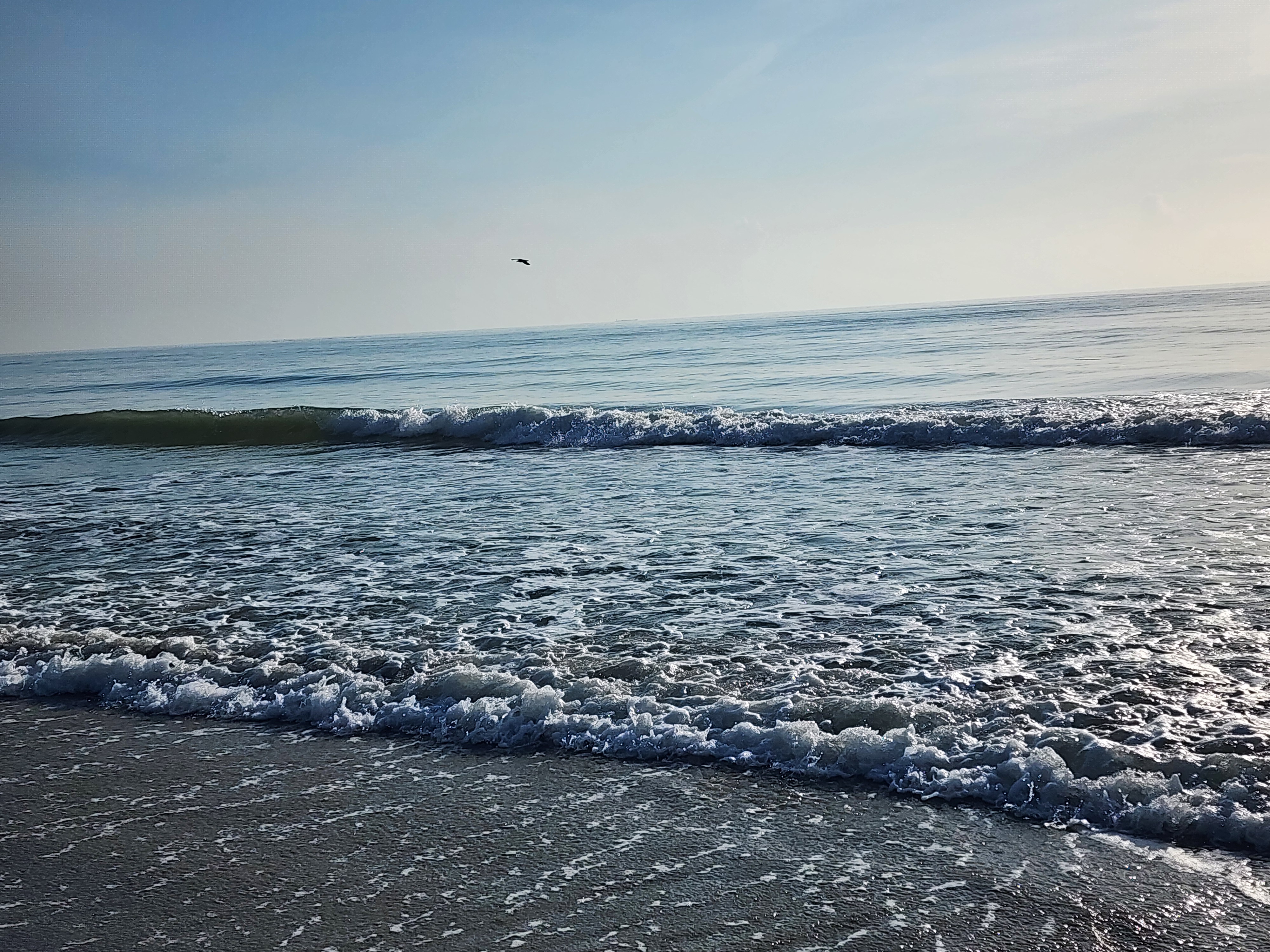 Small wave breaking with whitewater rolling up the sand and a gull overhead, South Cocoa Beach