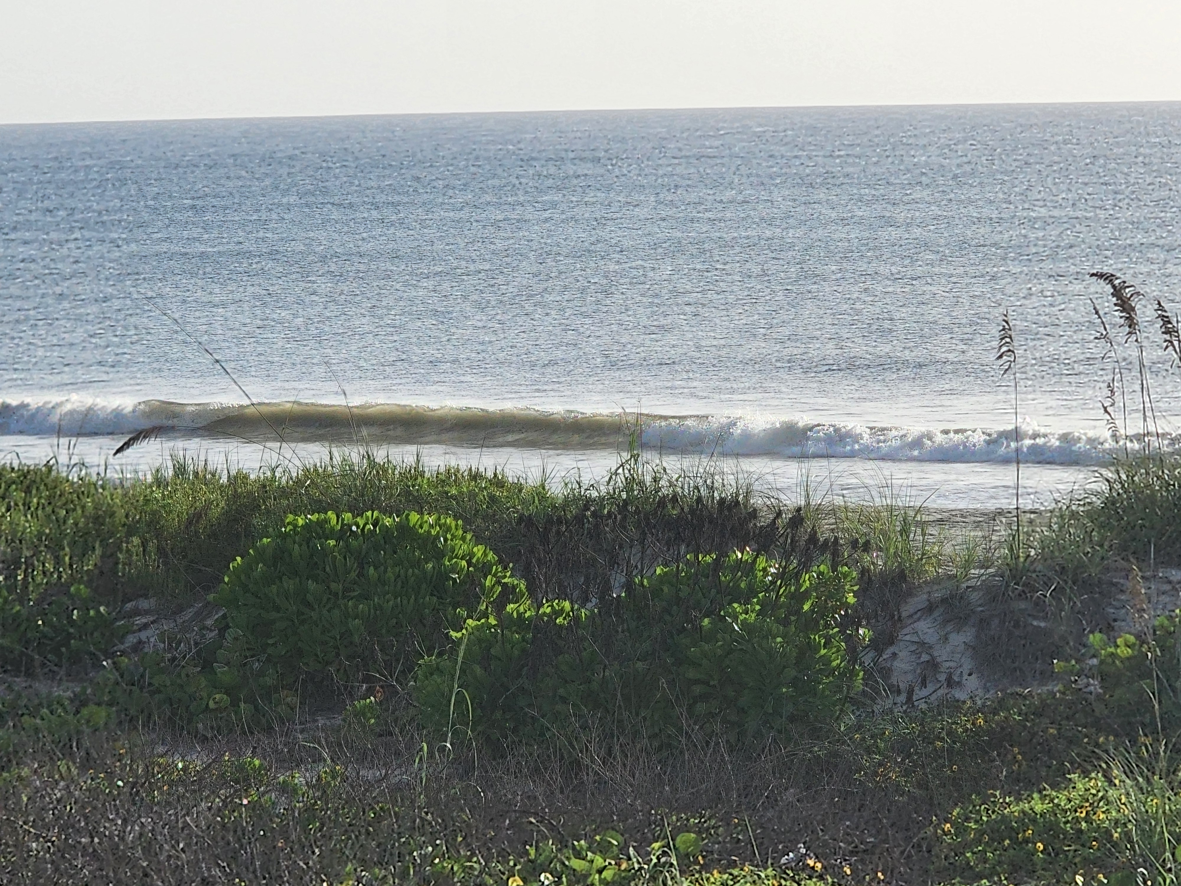 Small wave breaking close to the sand seen past dune grass and beach morning glory, South Cocoa Beach, August 2026
