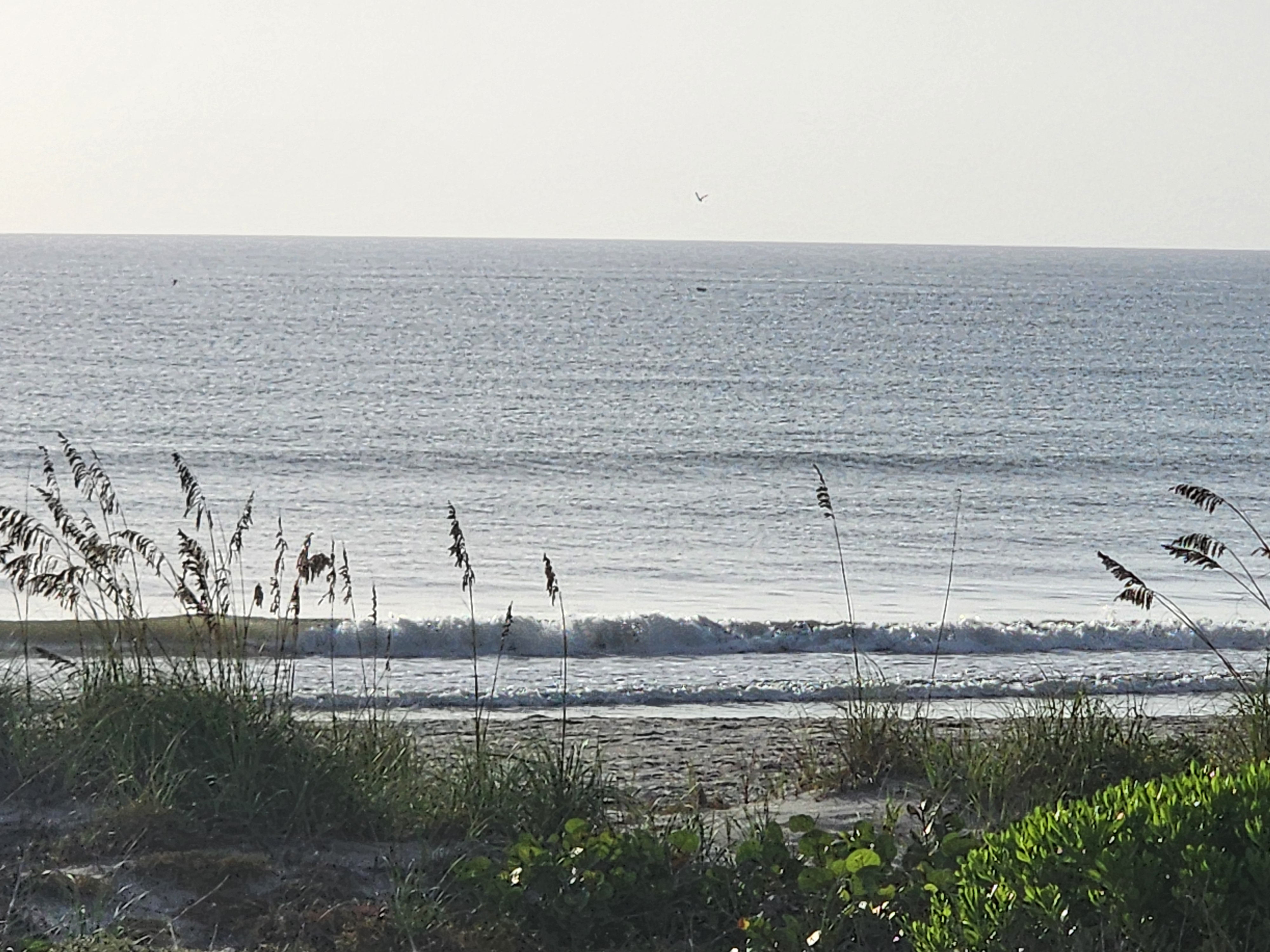 Low crumbling shorebreak wave framed by sea oats at low tide, South Cocoa Beach, August 2026