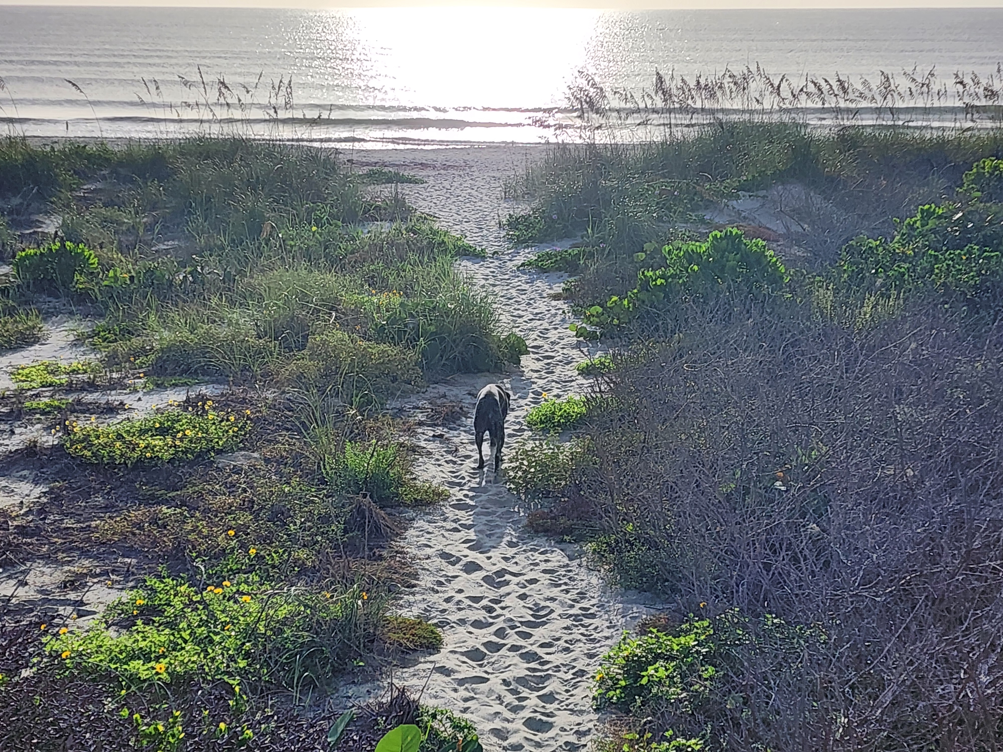Athena the brindle surf dog heading down the sandy dune path toward the sunlit water, South Cocoa Beach, August 2026