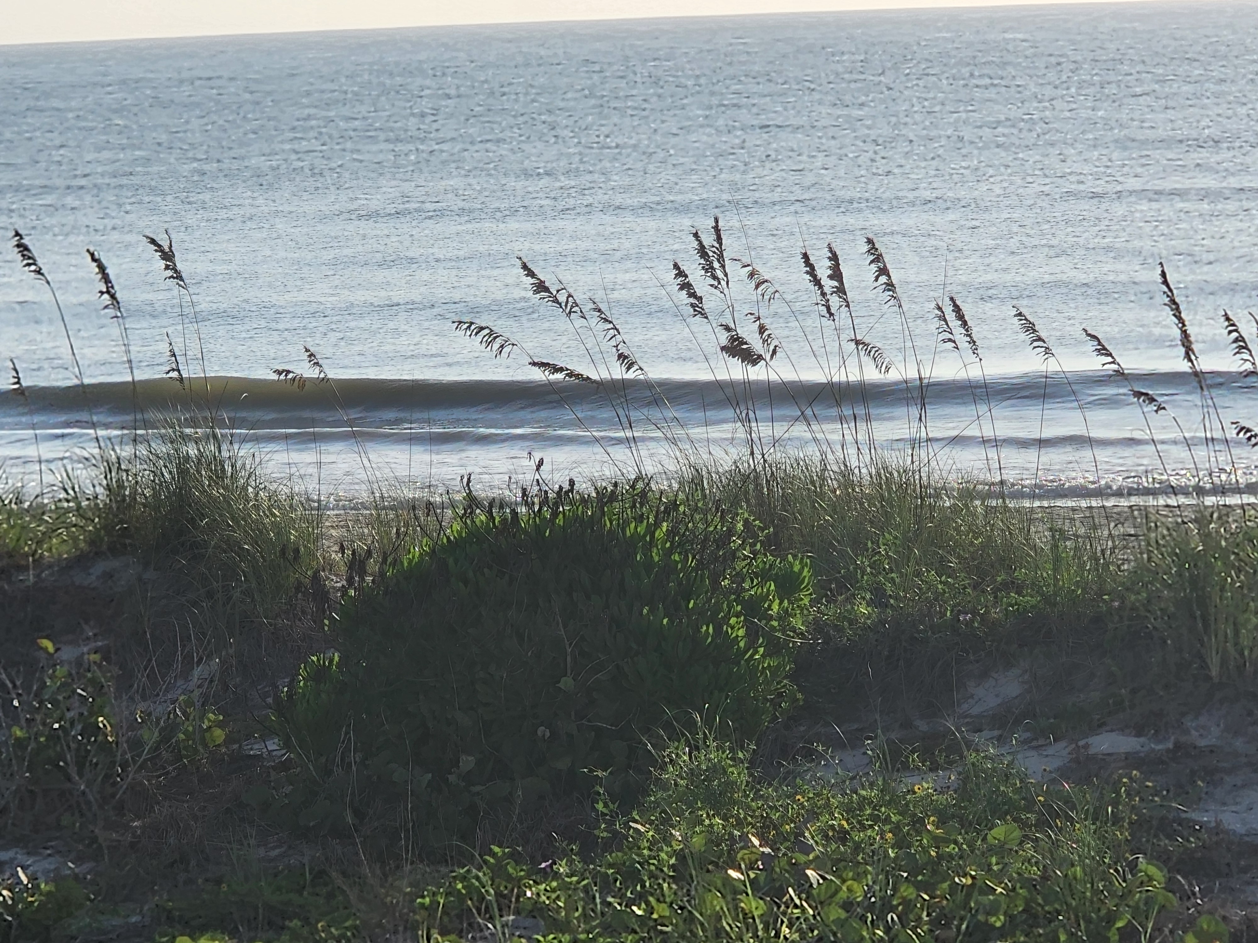 Backlit sea oats silhouetted against a small knee high wave peeling down the beach at low tide, South Cocoa Beach
