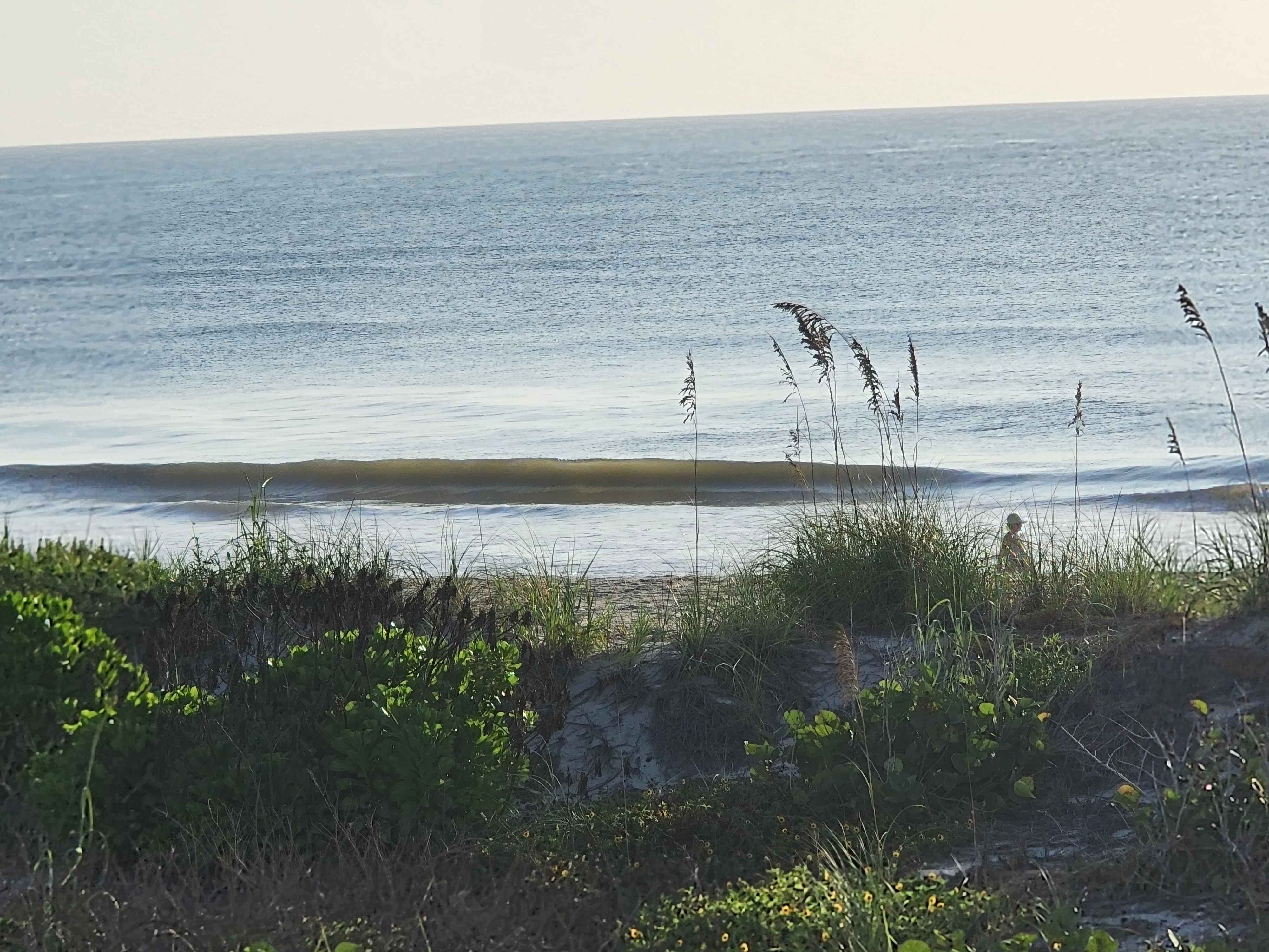 A lone beachgoer walking the wet sand past a small shorebreak wave, dune grass and railroad vine in the foreground