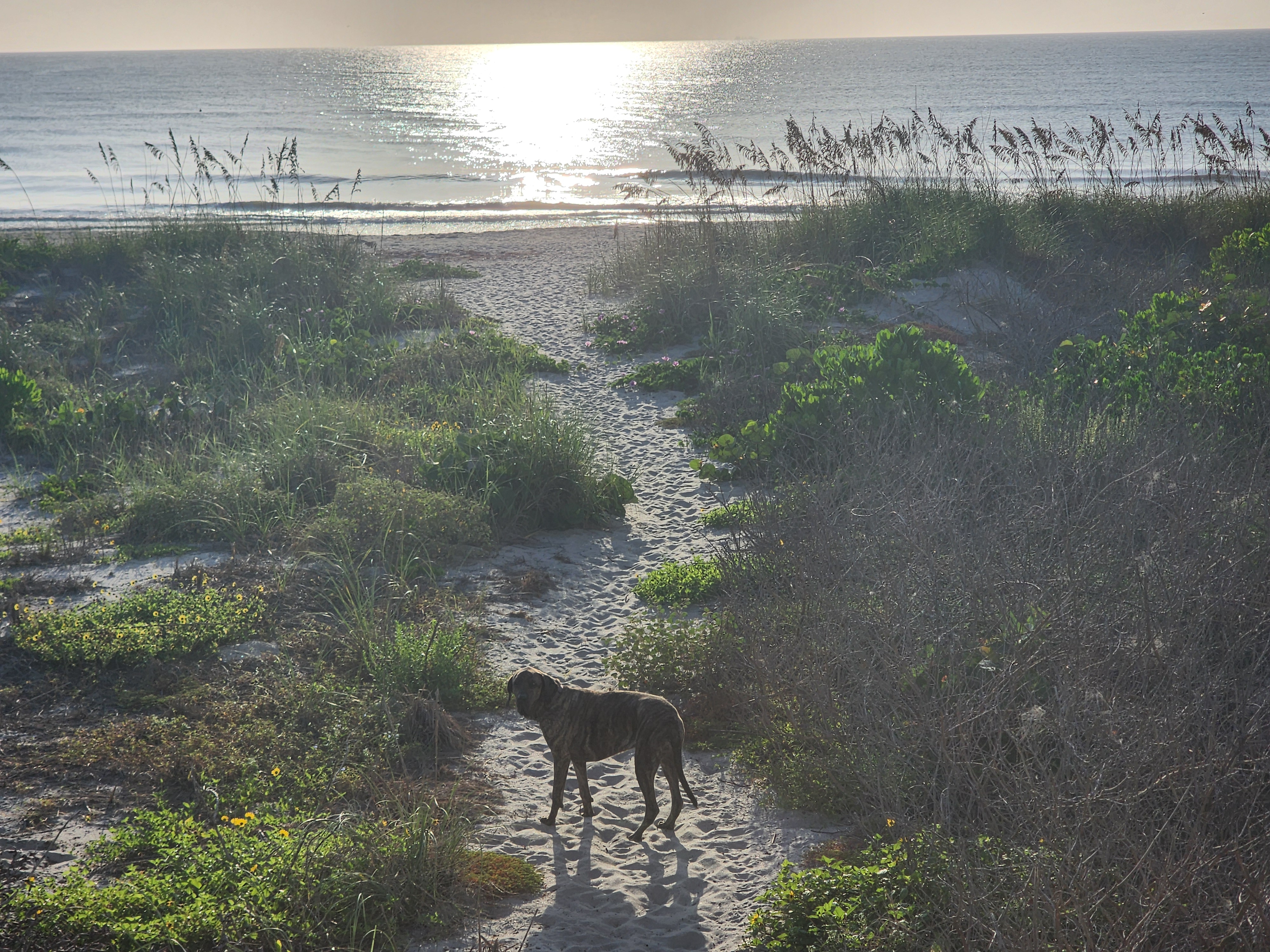 Athena the brindle dog standing on the sandy dune crossover path, morning sun glaring off the flat ocean behind her