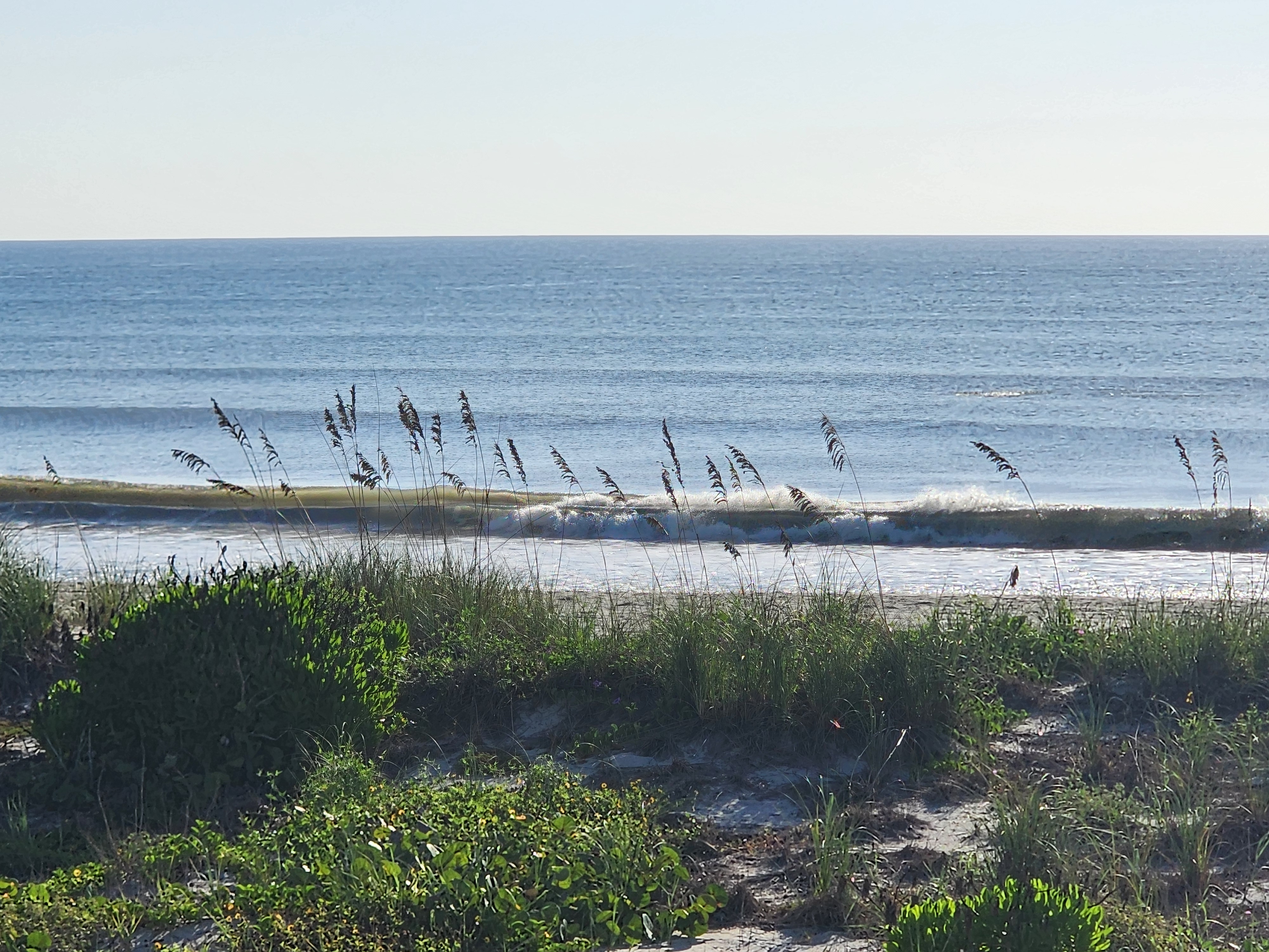 Small clean wave breaking down the line seen through backlit sea oats at low tide, South Cocoa Beach, August 2026