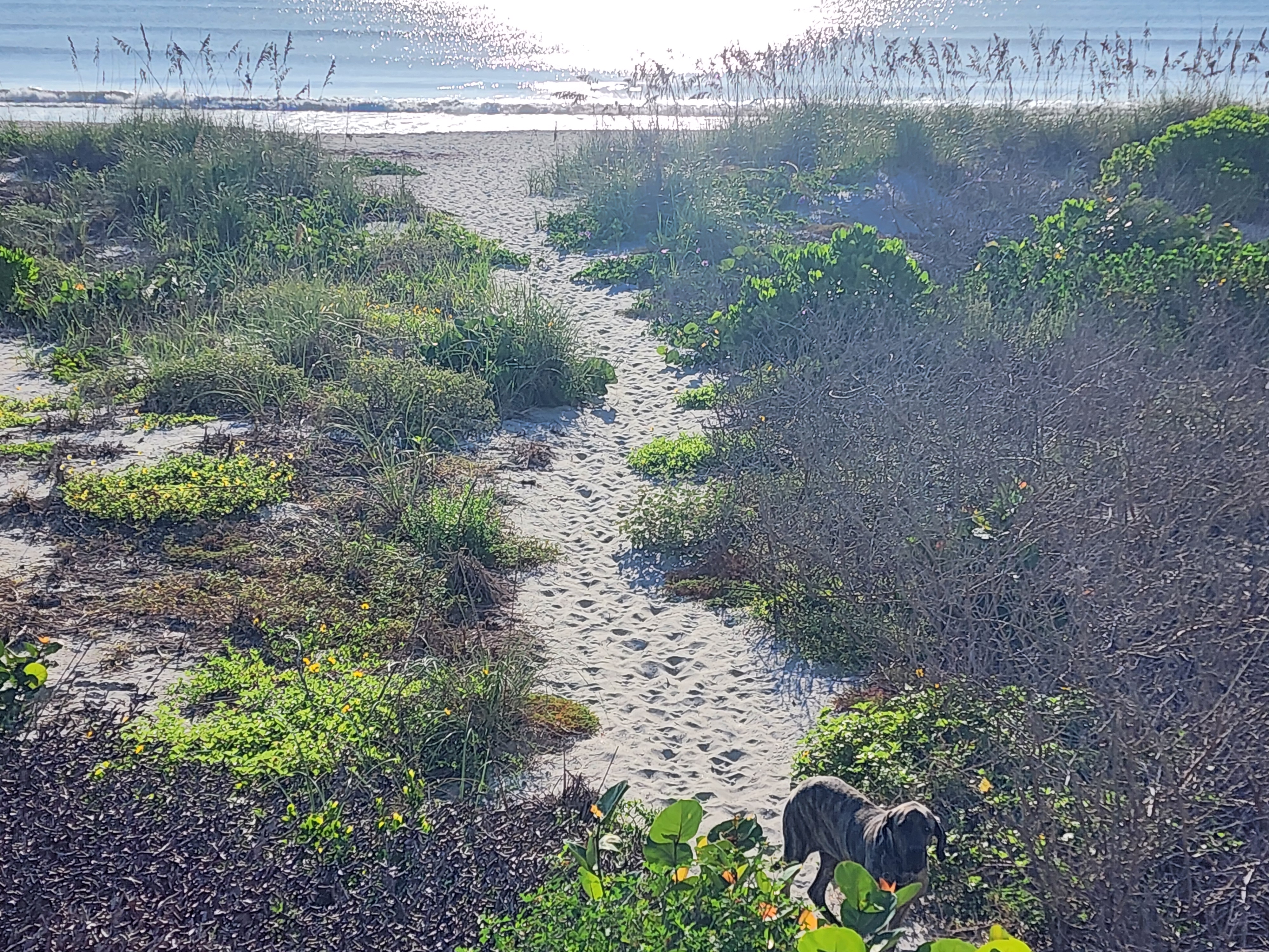 Athena the brindle surf dog on the sandy dune crossover path heading toward the sunlit water, South Cocoa Beach, August 2026