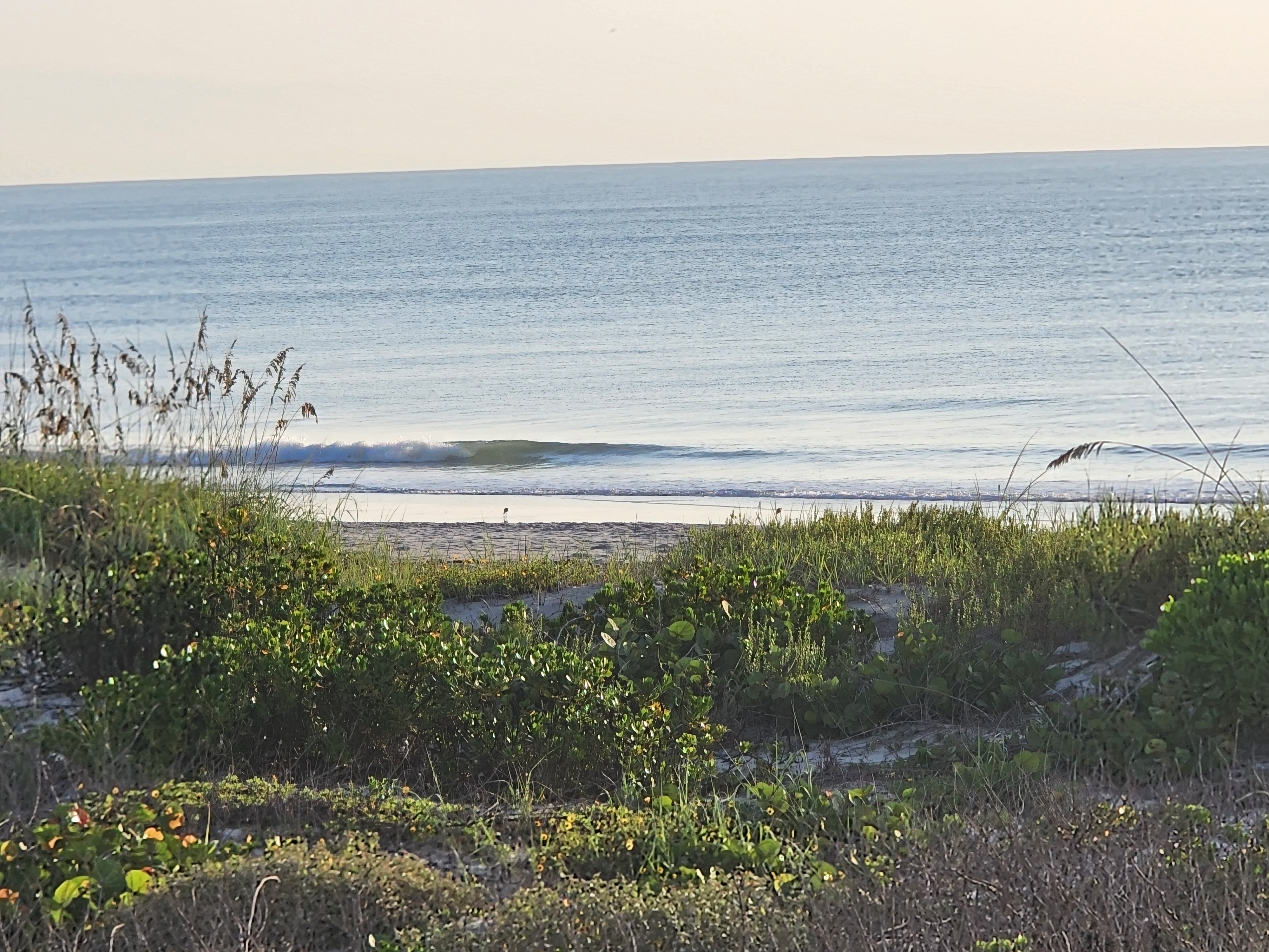 Small clean wave with a smooth green face peeling toward shore at low tide, dune vegetation and sea grape in the foreground, South Cocoa Beach, August 2026