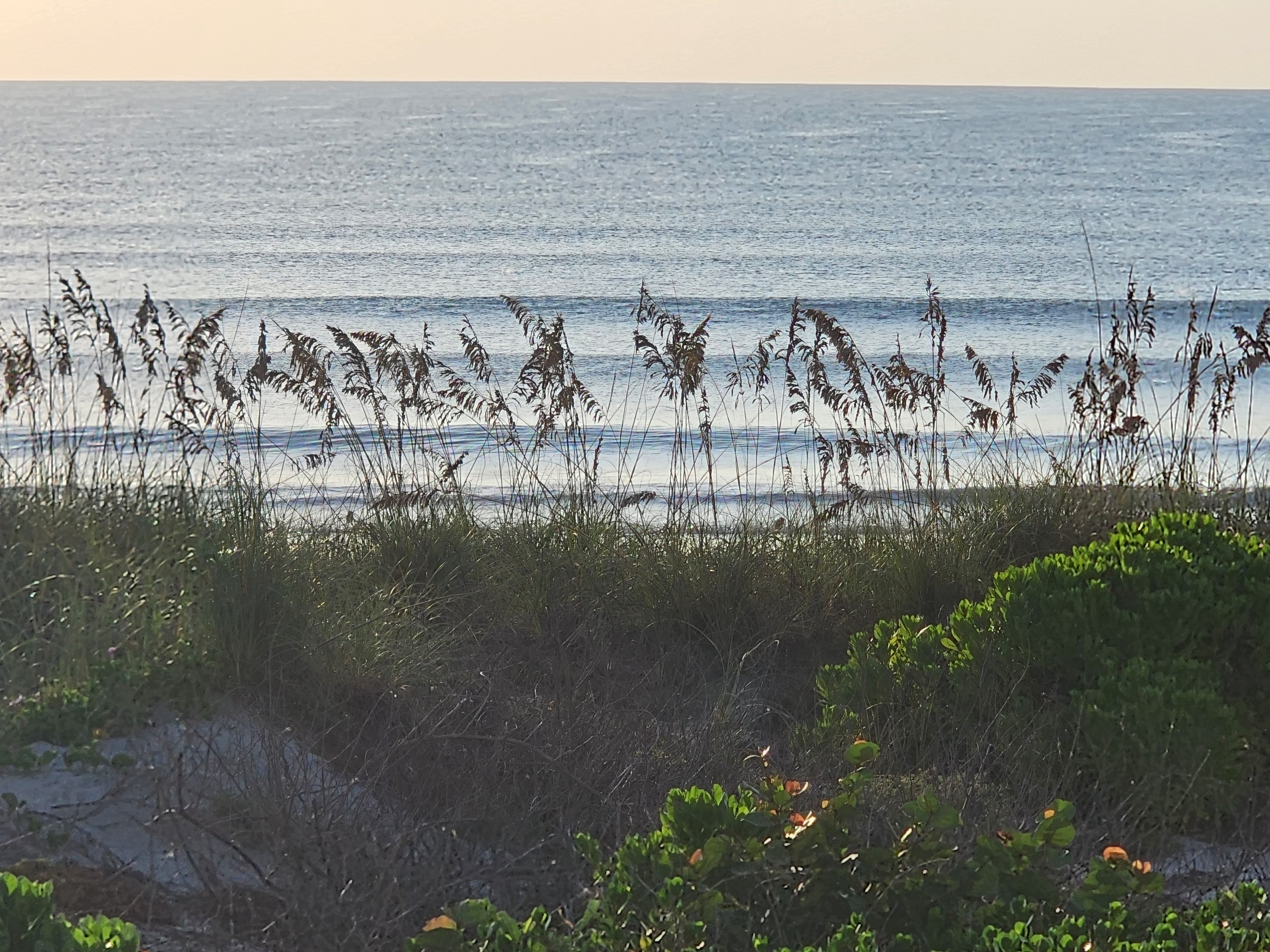 Lines of swell stacking up outside seen through a stand of sea oats and dune grass at low tide, South Cocoa Beach, August 2026