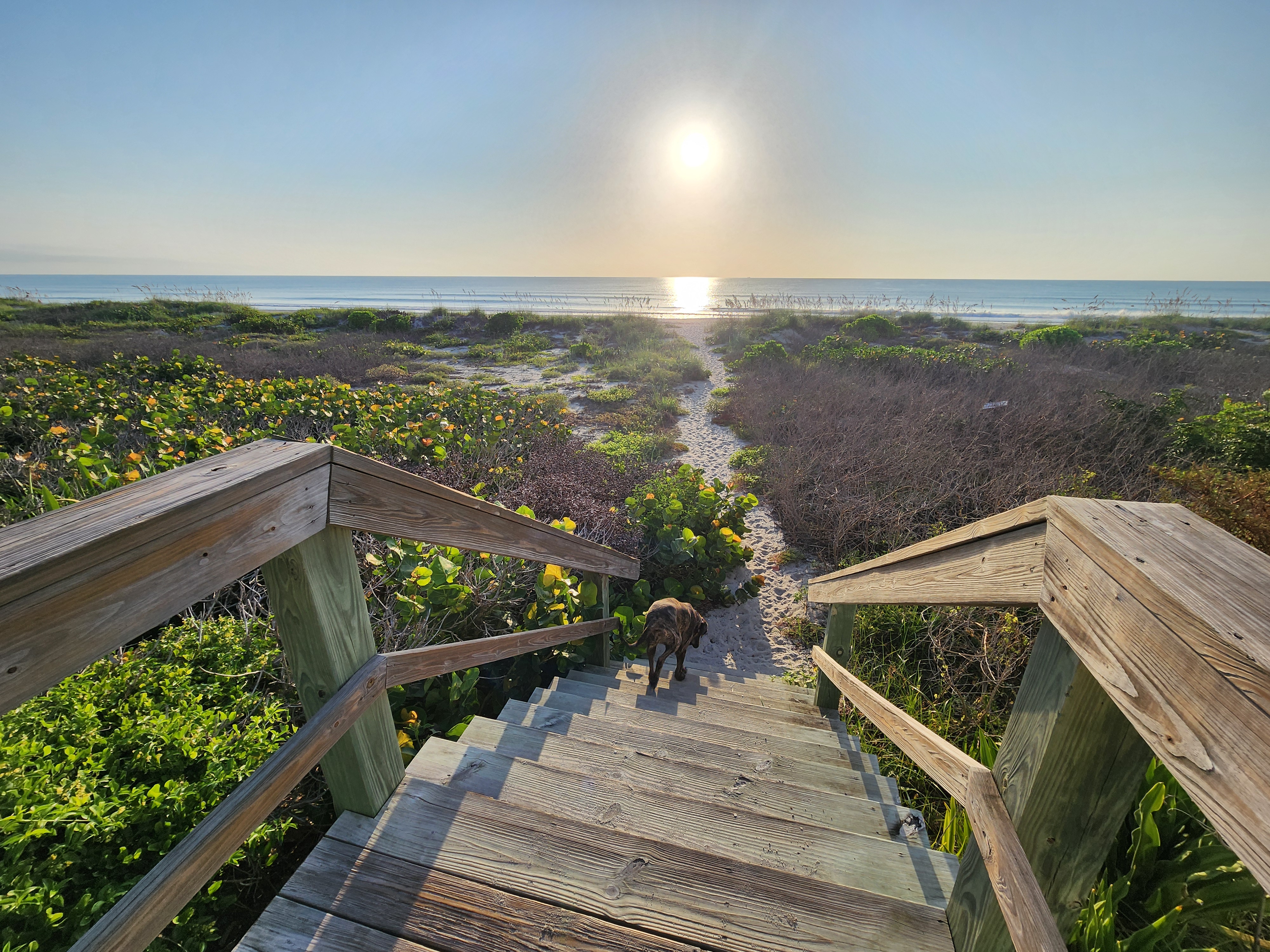 Athena the brindle surf dog heading down the wooden dune crossover stairs toward the sandy path and the sunrise over the water, South Cocoa Beach, August 2026
