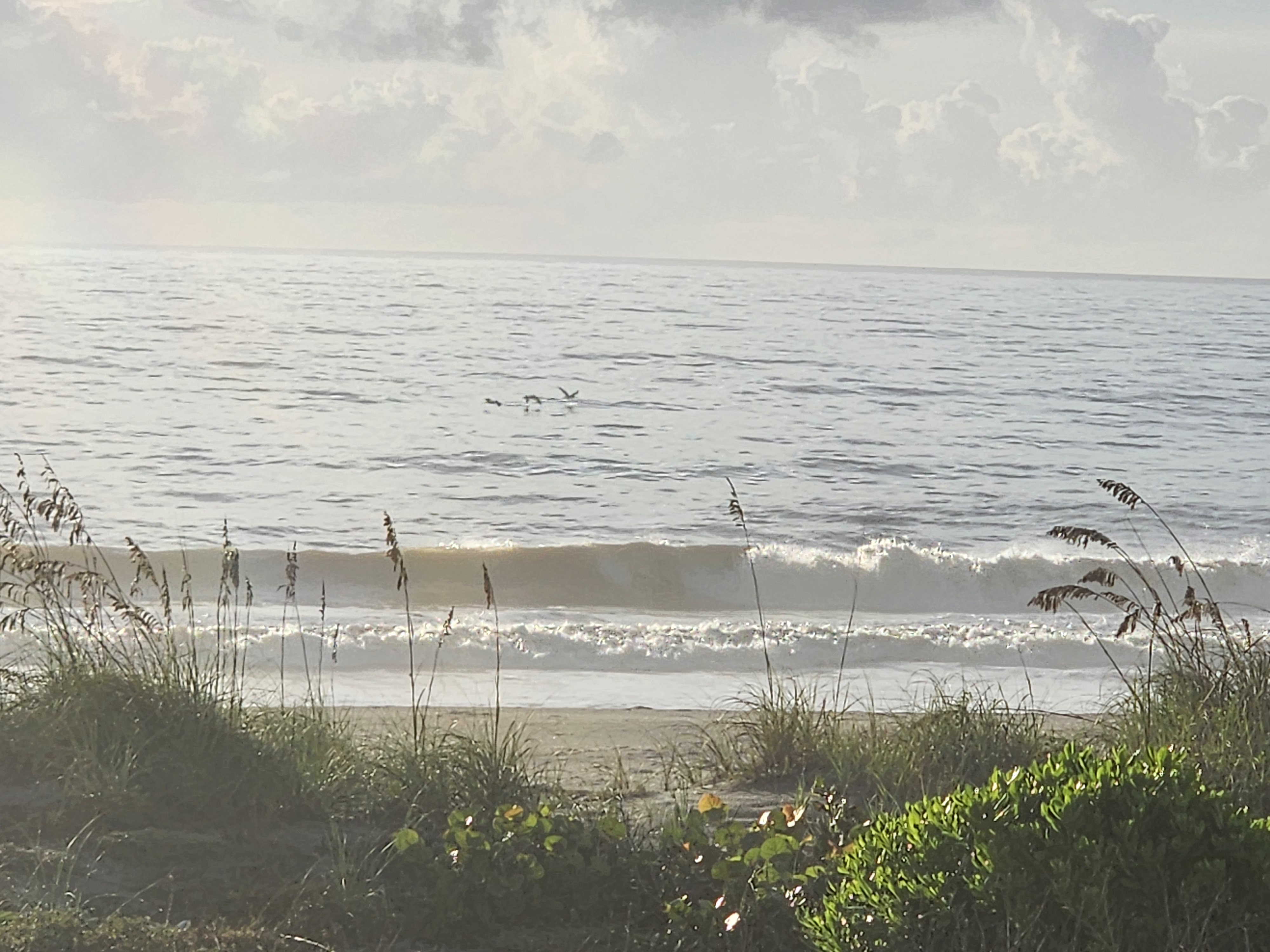 Small 2 foot wave breaking through sea oats with seabirds sitting on the water at South Cocoa Beach August 31 2026