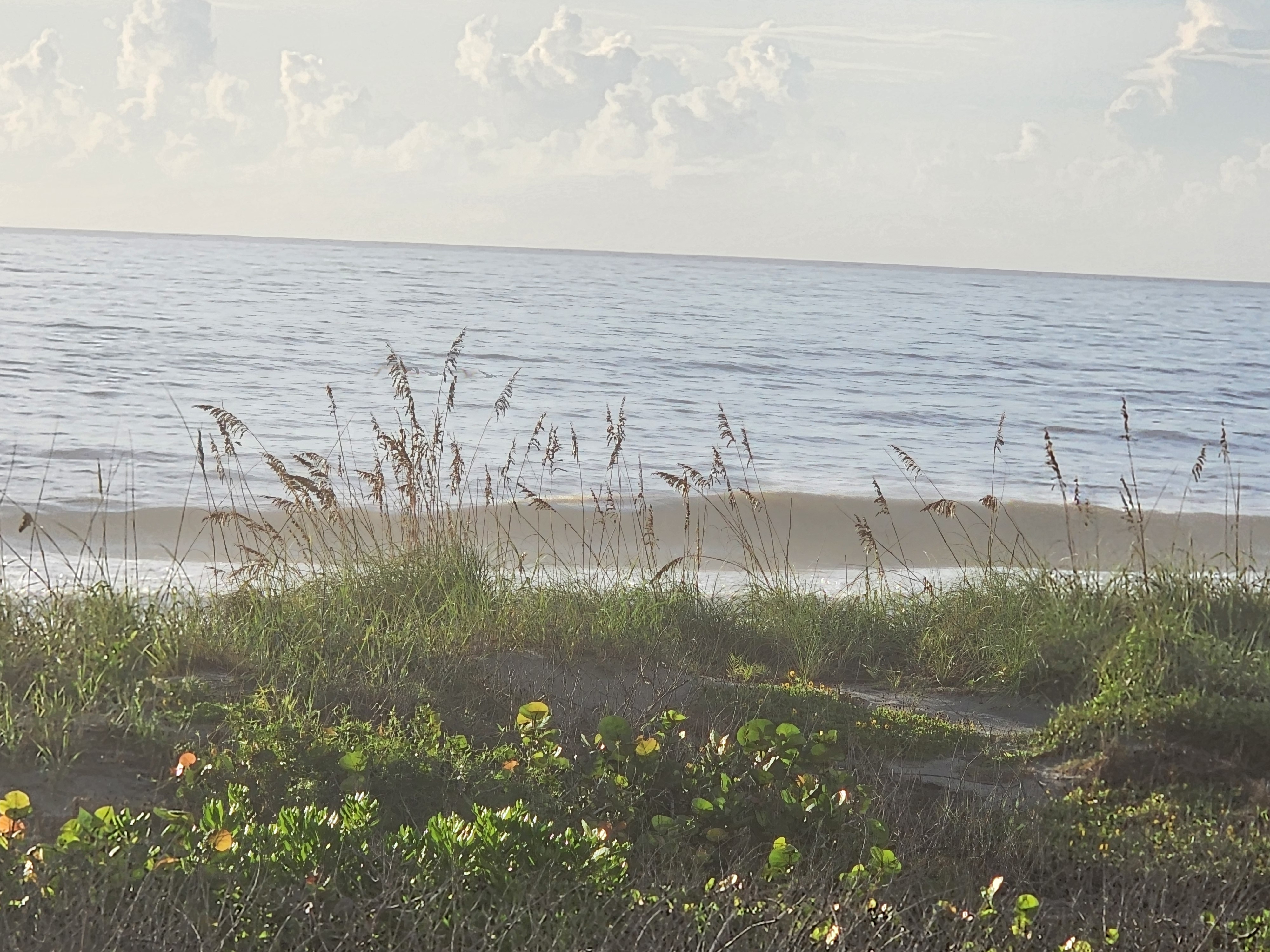 Sea oats and dune vegetation framing a small east swell wave at Picnic Tables South Cocoa Beach late summer