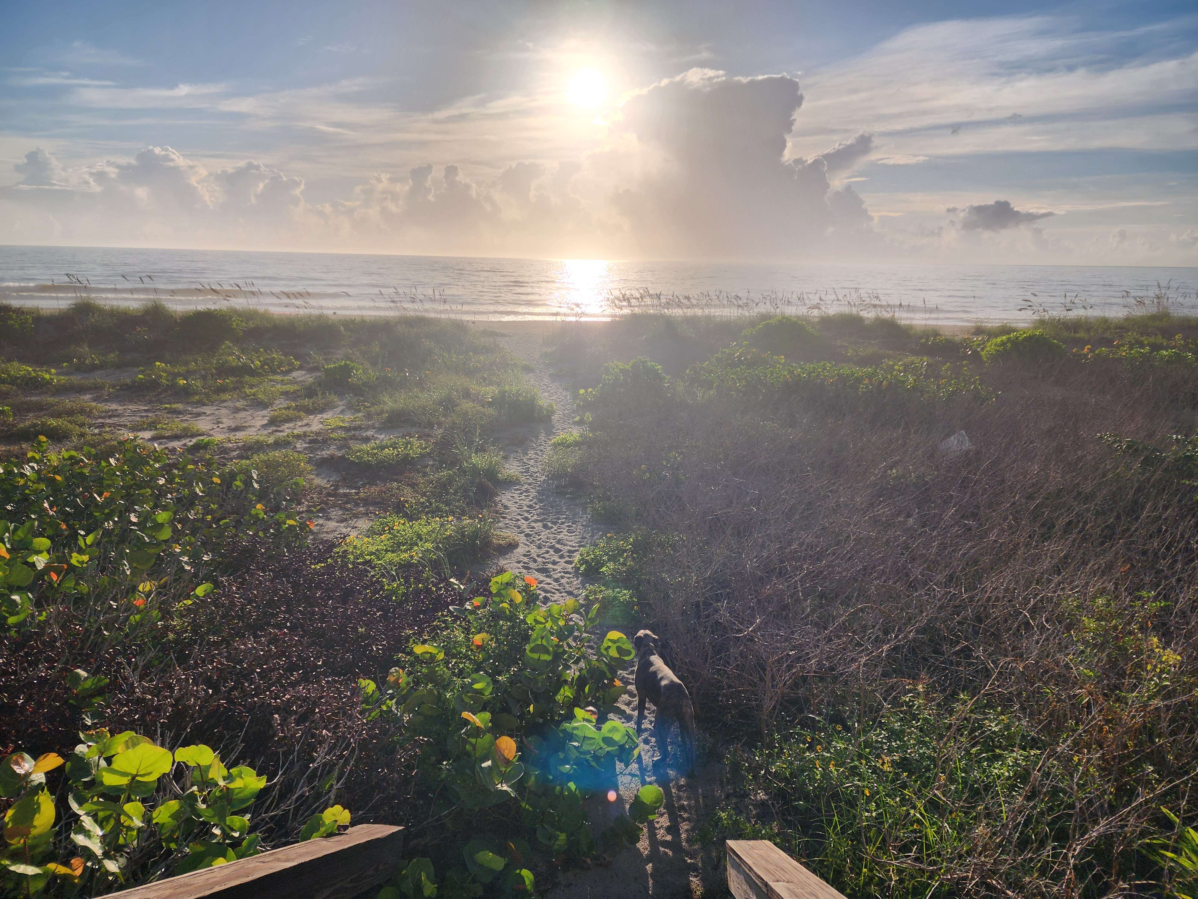 Brindle dog Athena on the sandy dune path at sunrise looking out at the ocean at 31st Street South Cocoa Beach