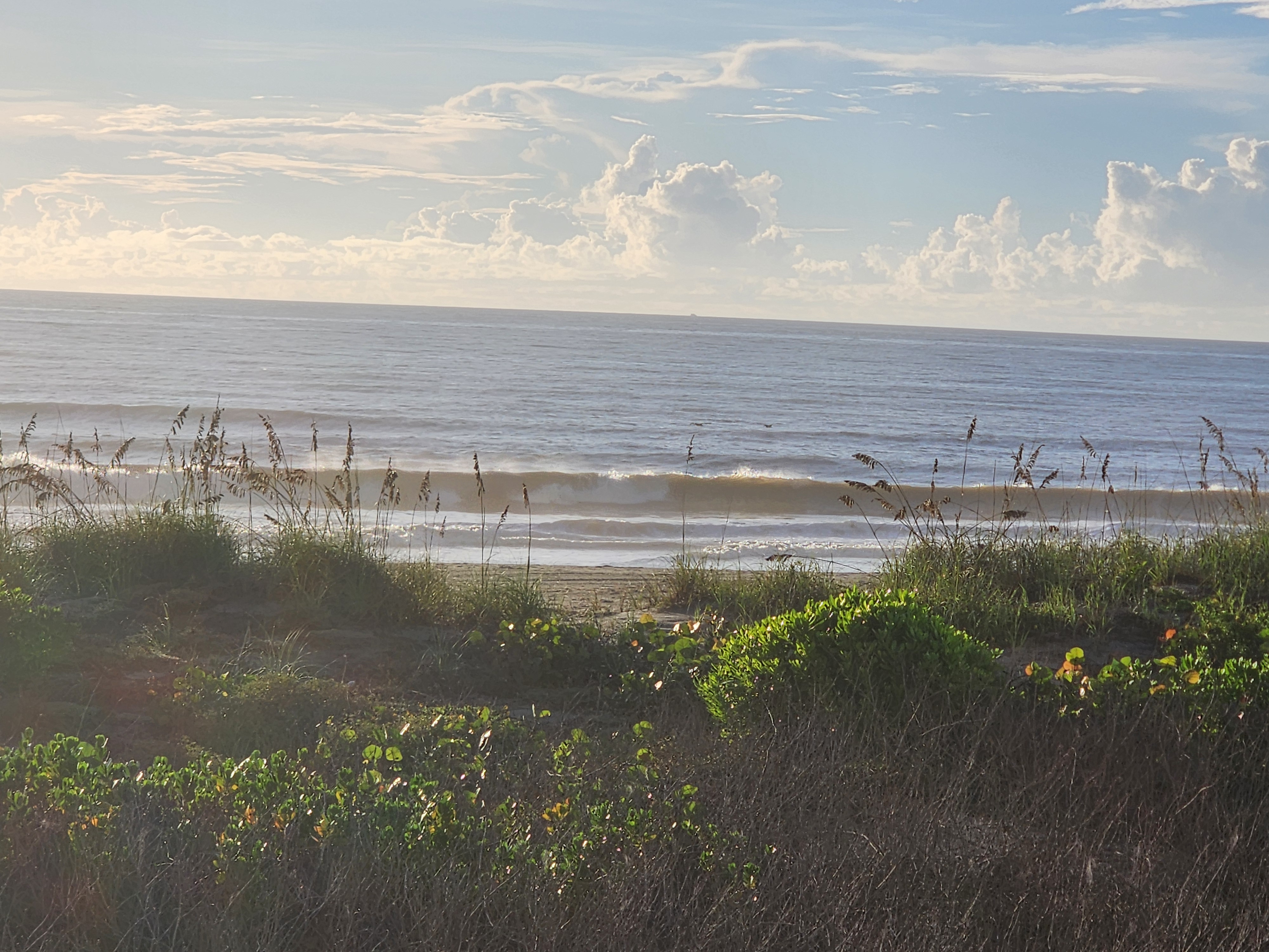 Sea oats and dune vines framing a 2 foot wave breaking near shore with pelicans gliding low over the water, South Cocoa Beach